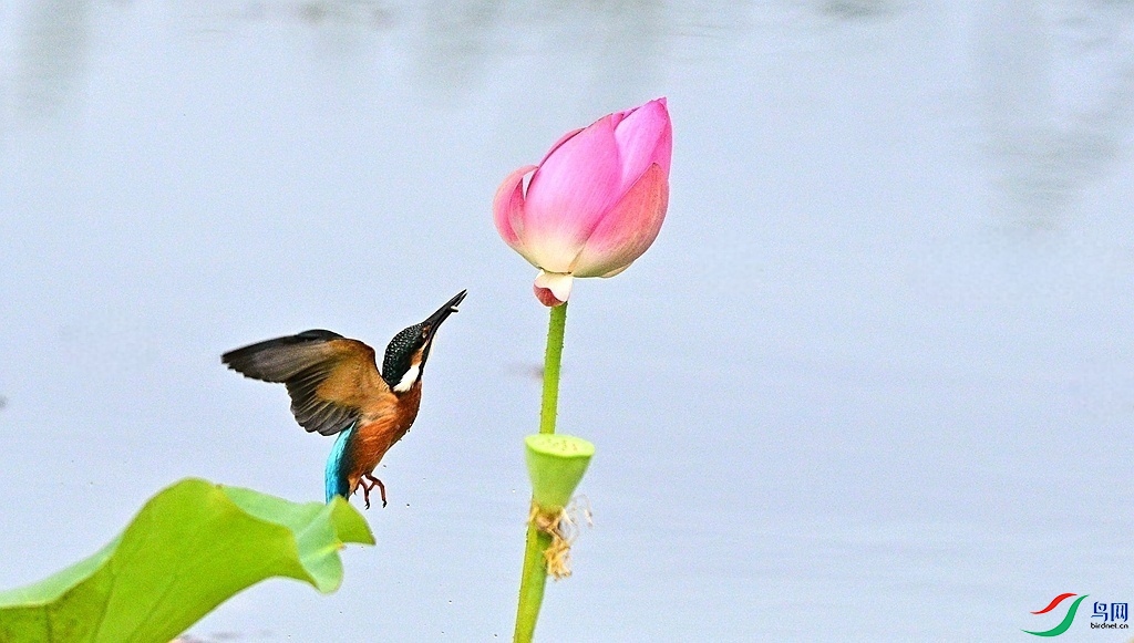 DSC_9203.JPG
