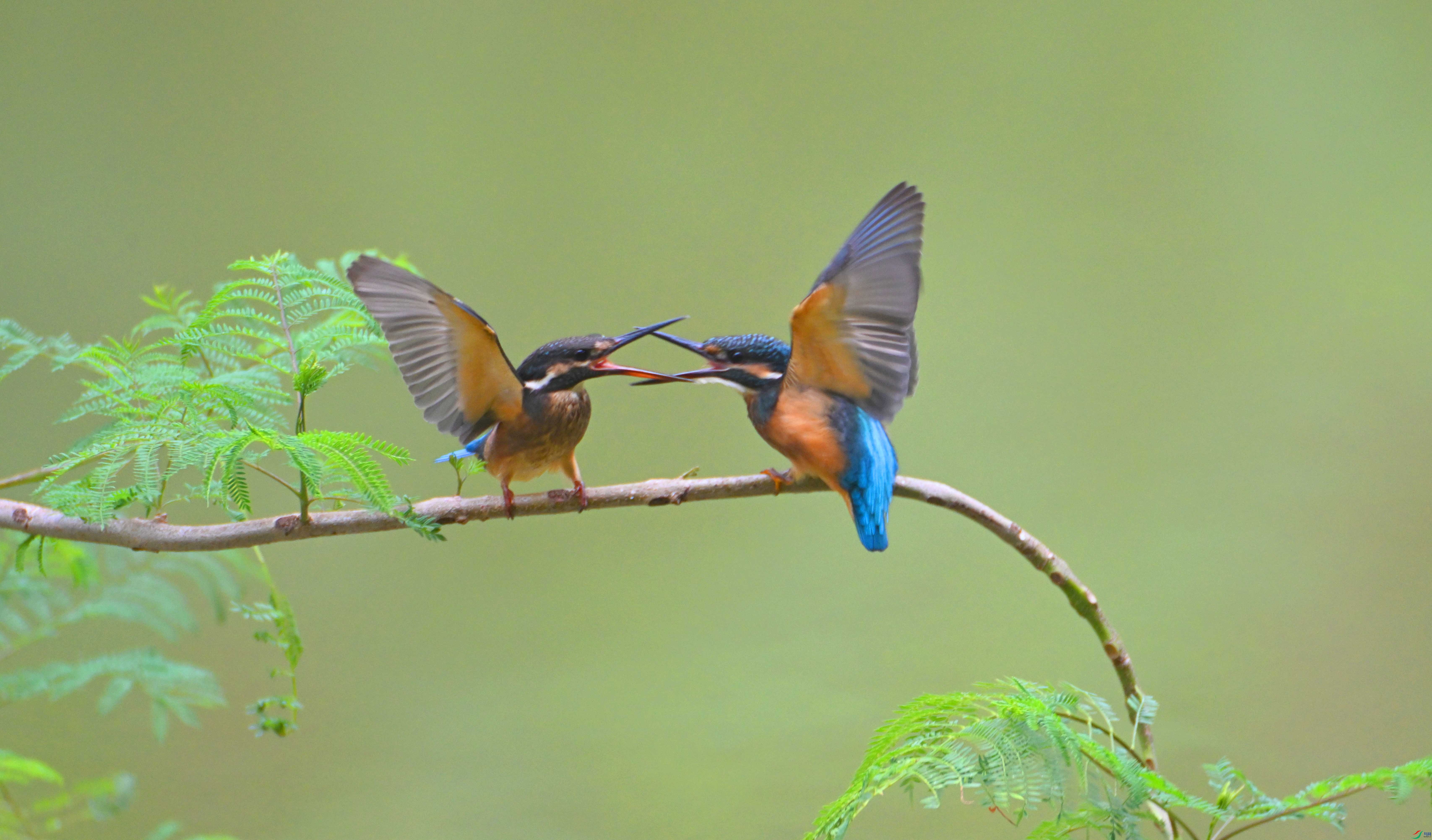 DSC_8454 ����.jpg