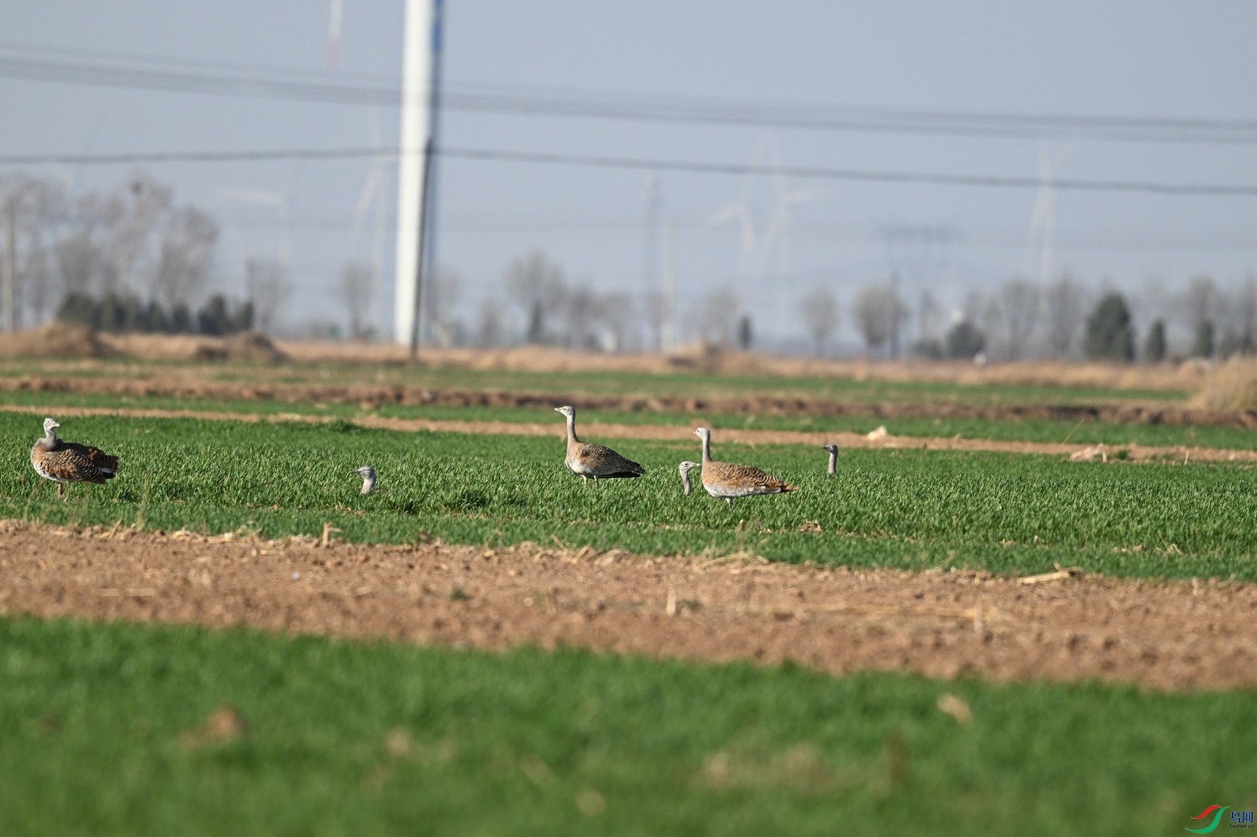 DSC_9877.JPG