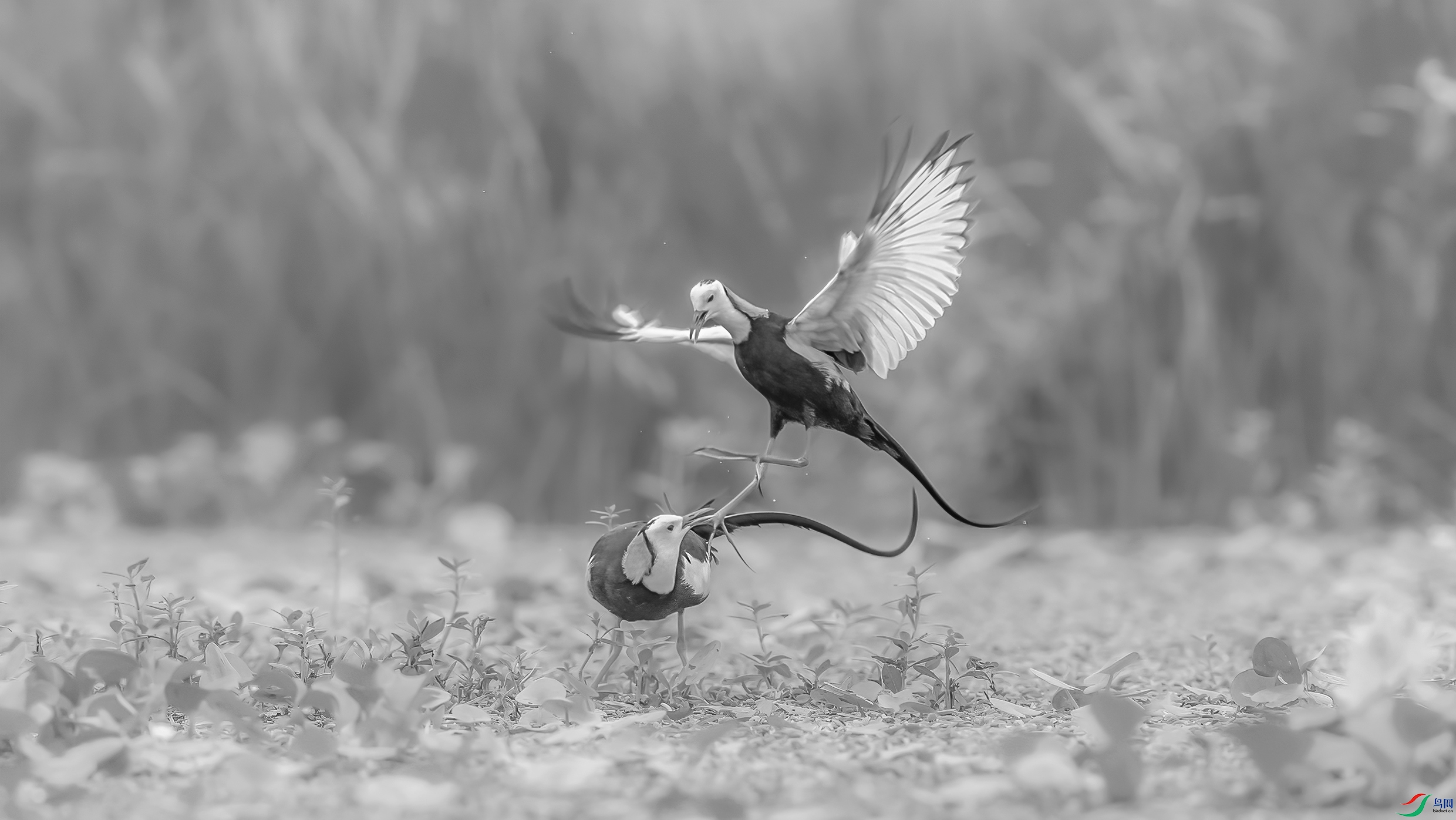 C09R4111 ����.jpg