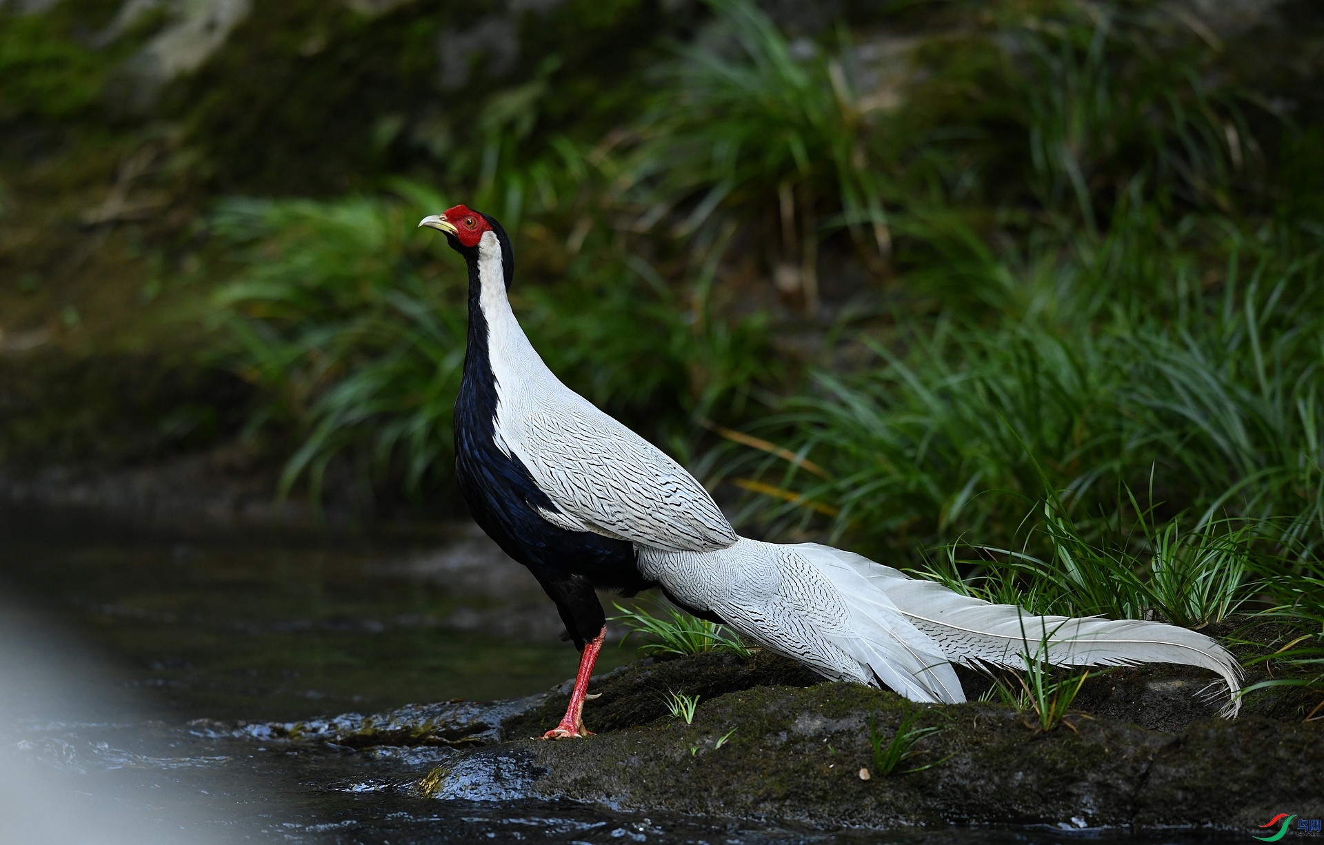 DSC_0729.jpg