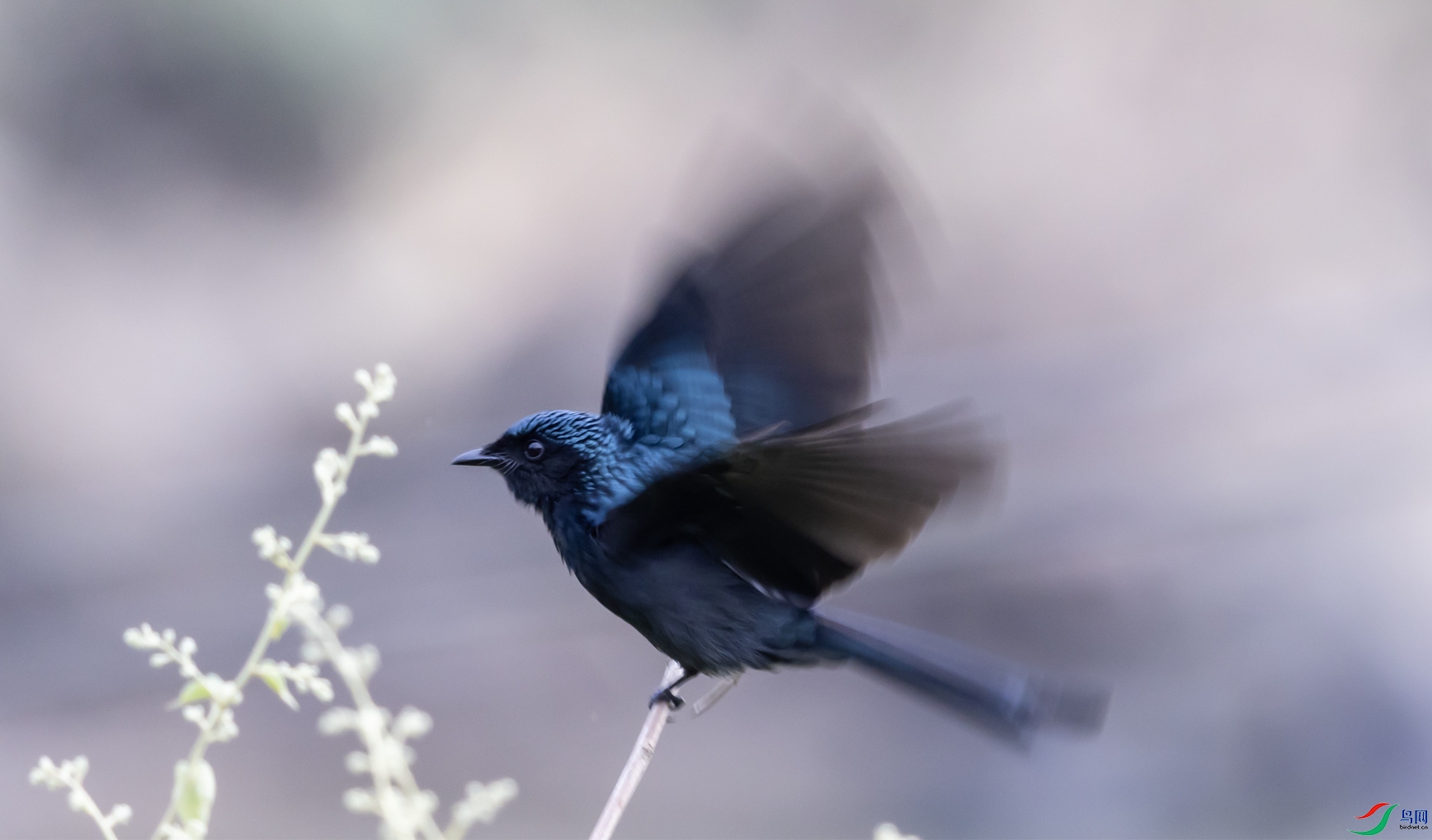 ��ͭɫ��β3251 ����.jpg