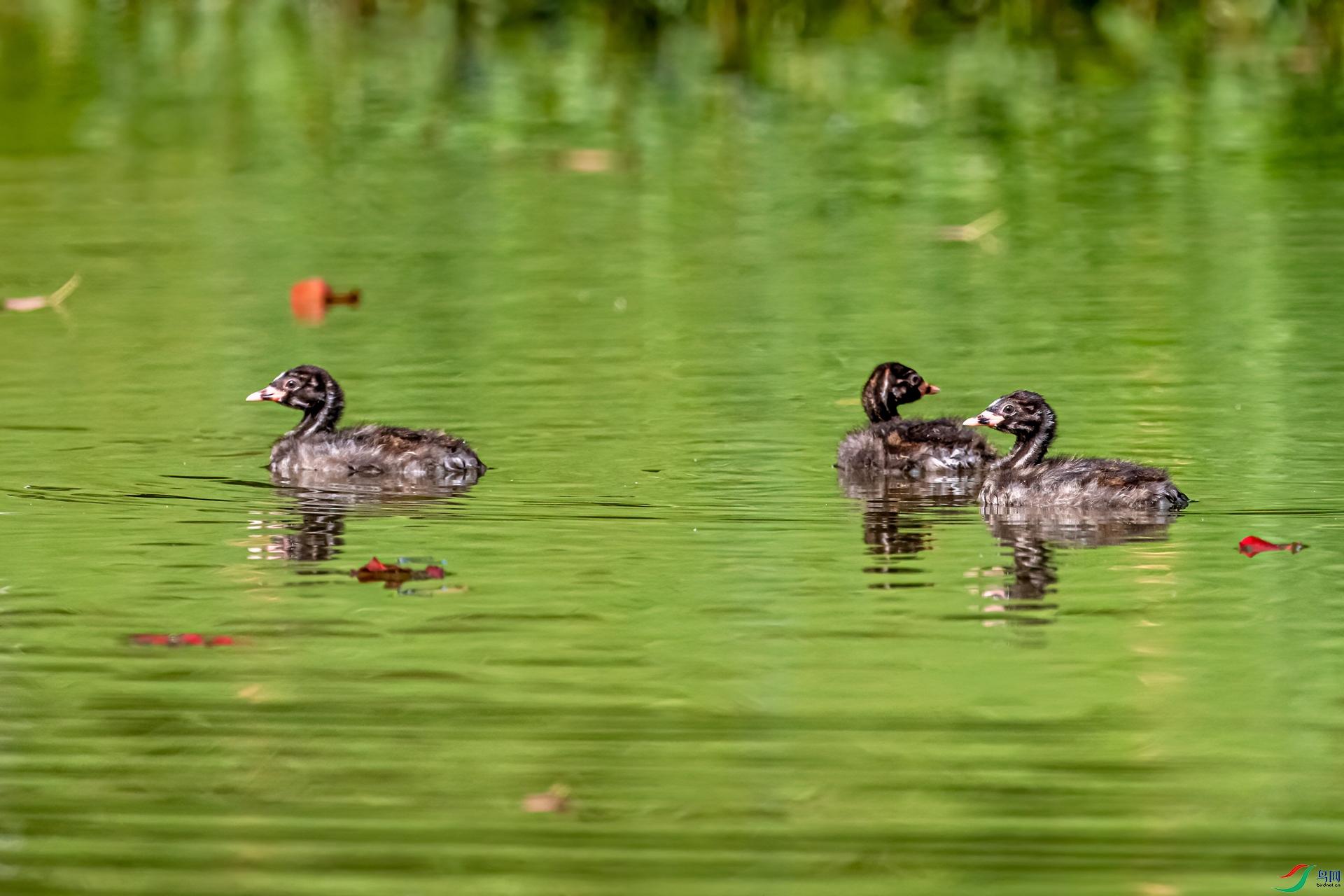 DSC_1663-11.jpg