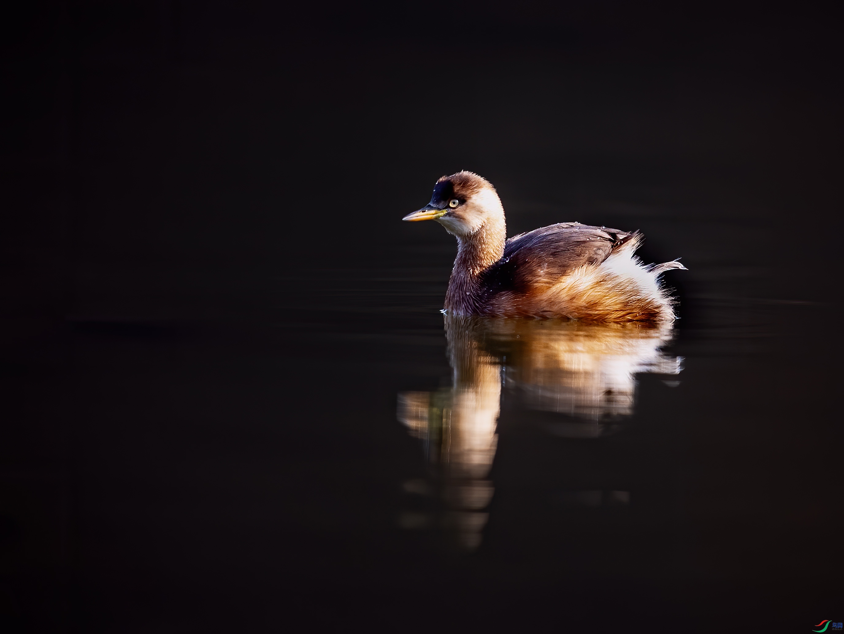 DSC_6415-1.jpg