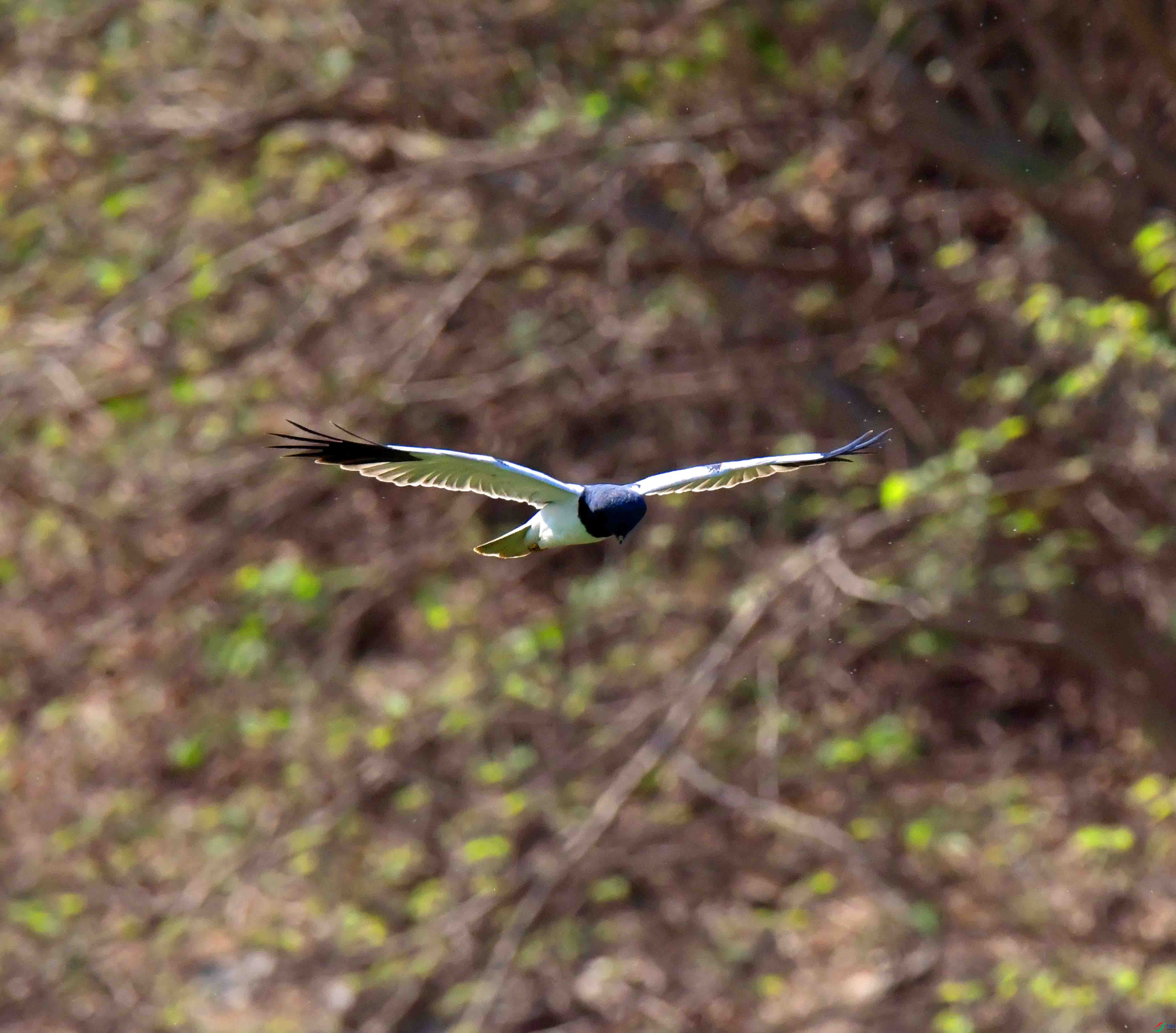 DSC_7346.JPG