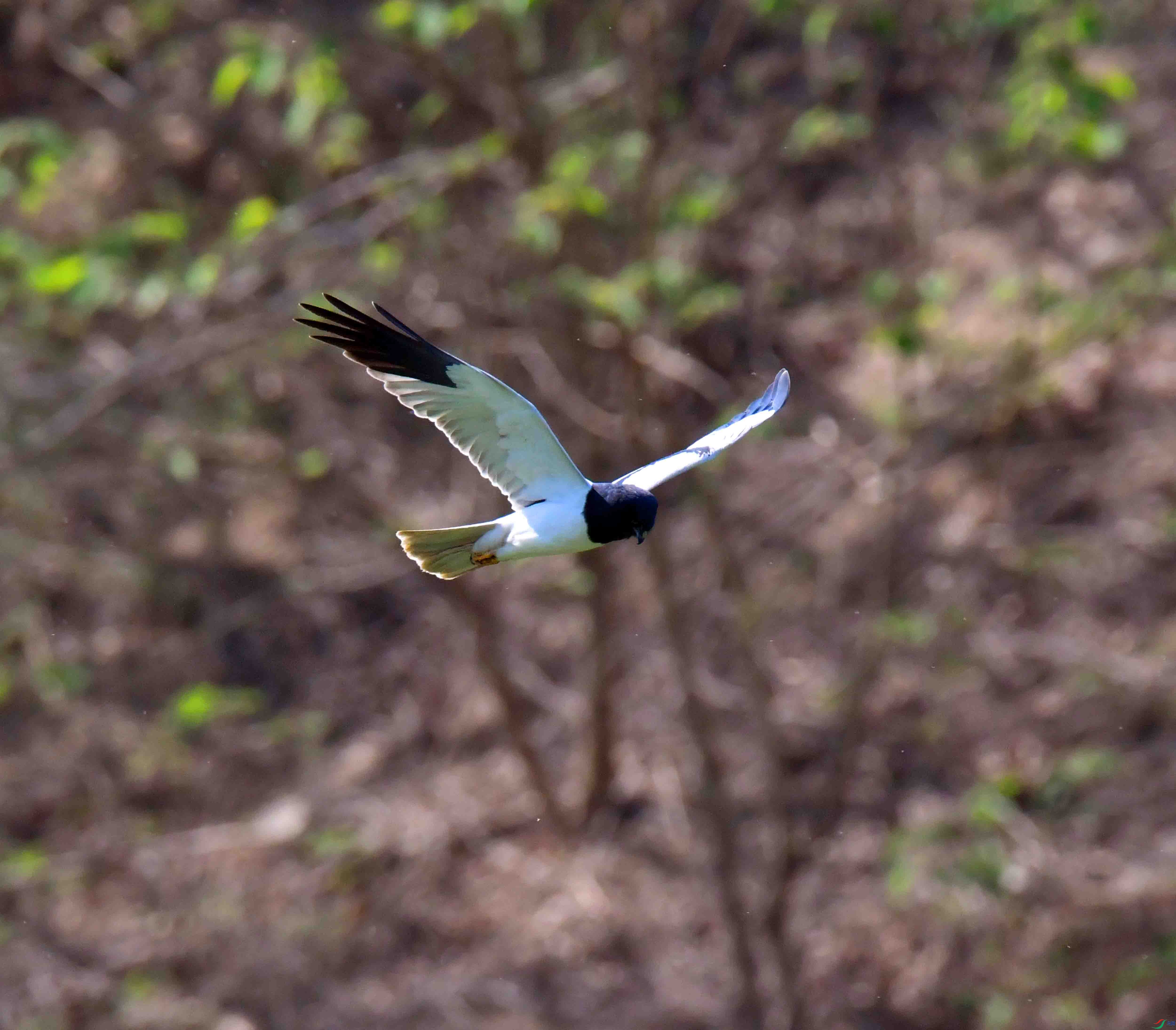 DSC_7350.JPG