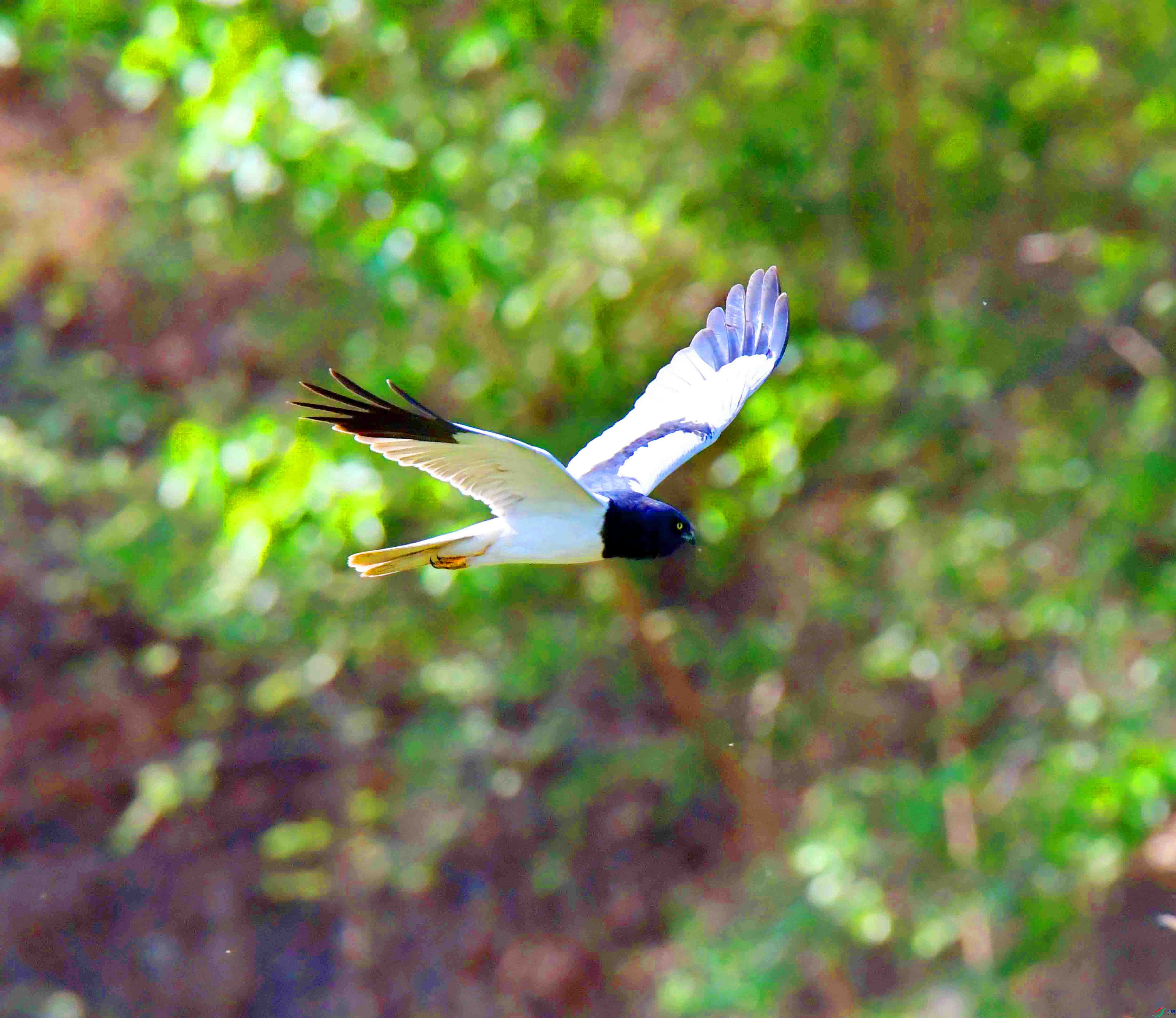 DSC_7357.JPG