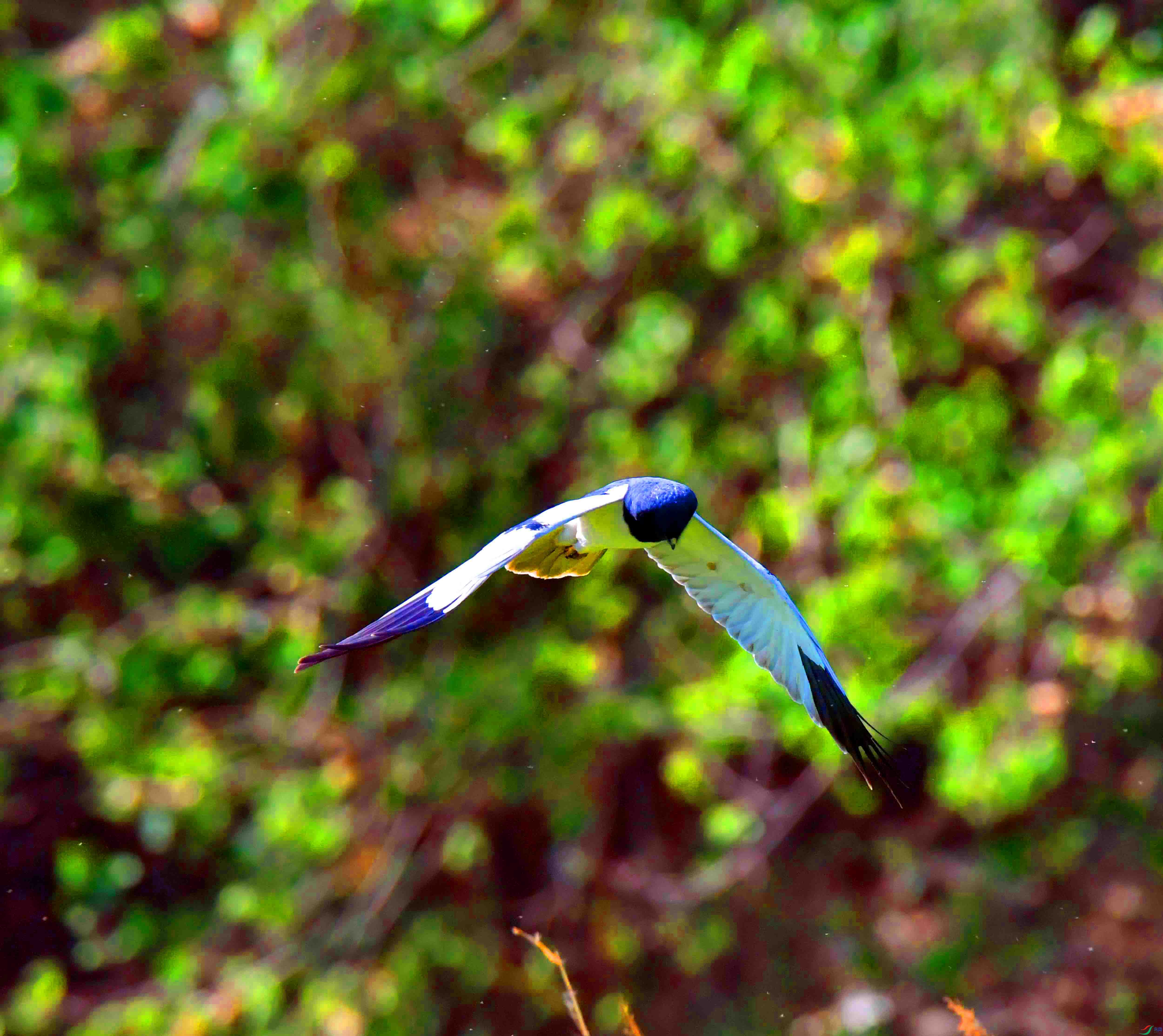 DSC_7363.JPG