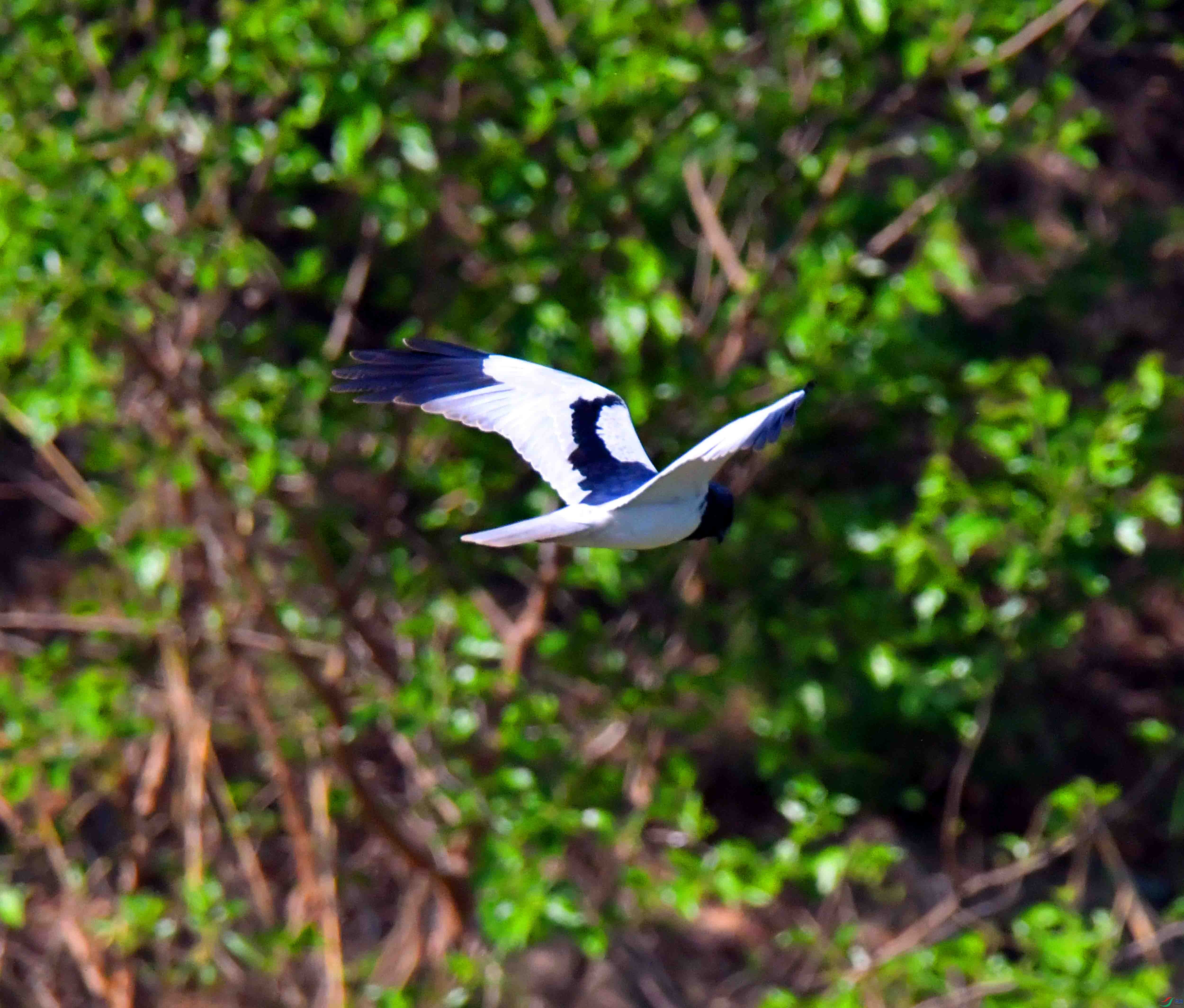 DSC_7370.JPG
