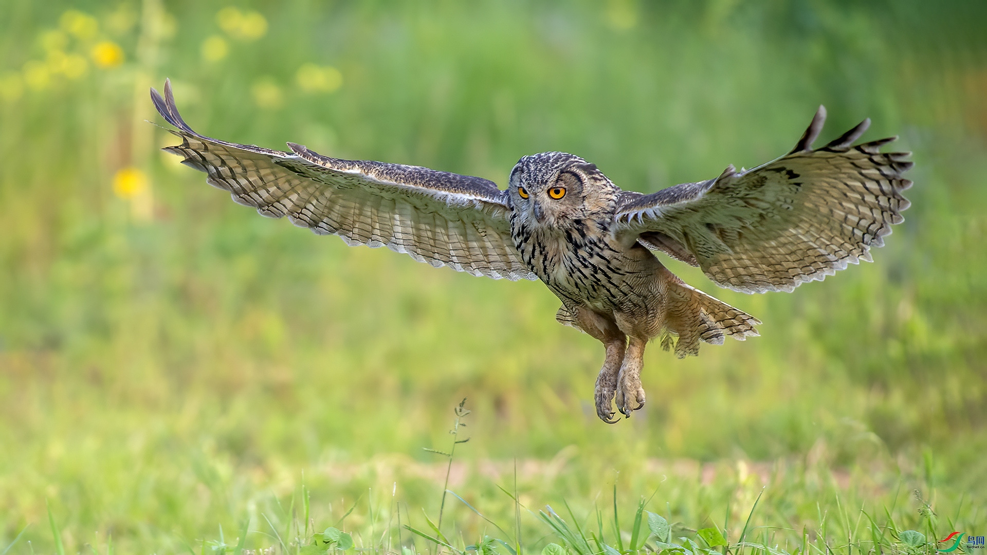 DSC_27m41.jpg