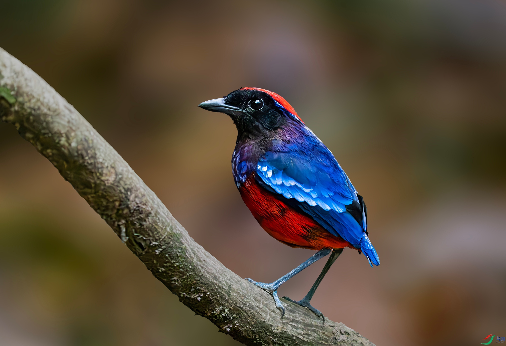 P3018106-����ǿ-NR ����-topaz_����.jpg