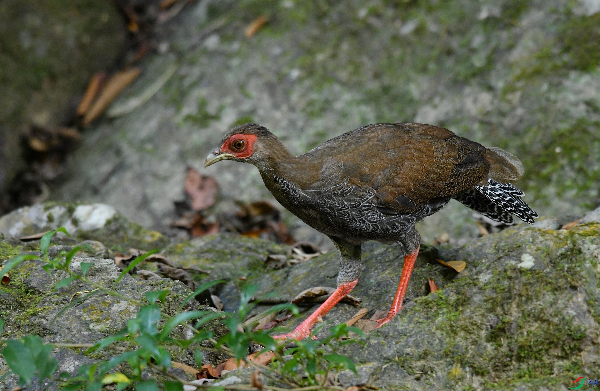 DSC_8250.jpg