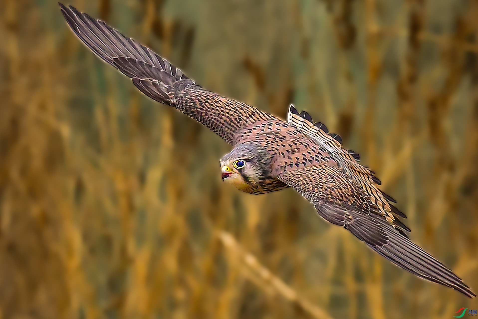 DSC_2133.JPG (2)_2.jpg