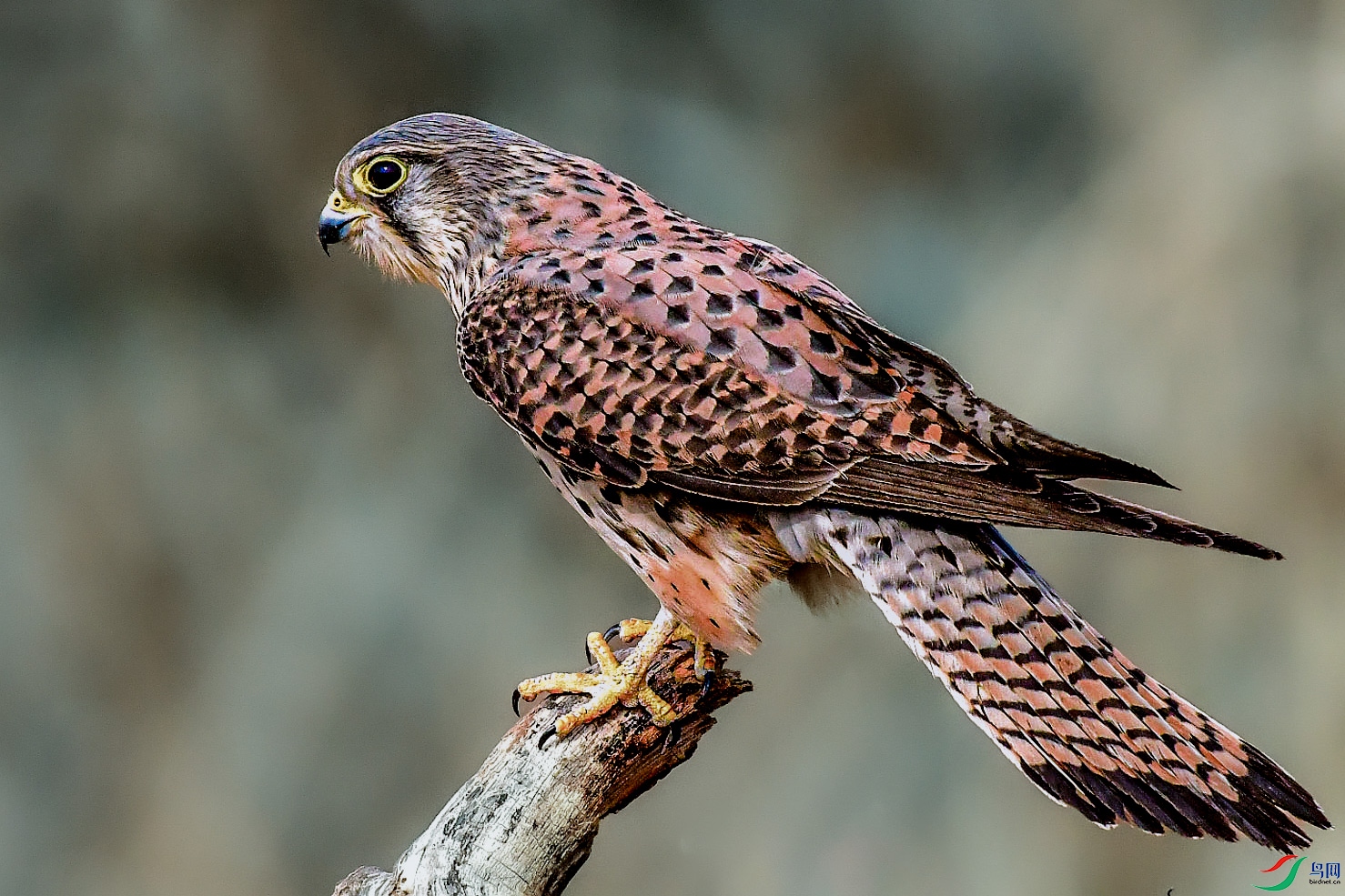 DSC_1084     �ʵ��ء��Ρ�_1.jpg