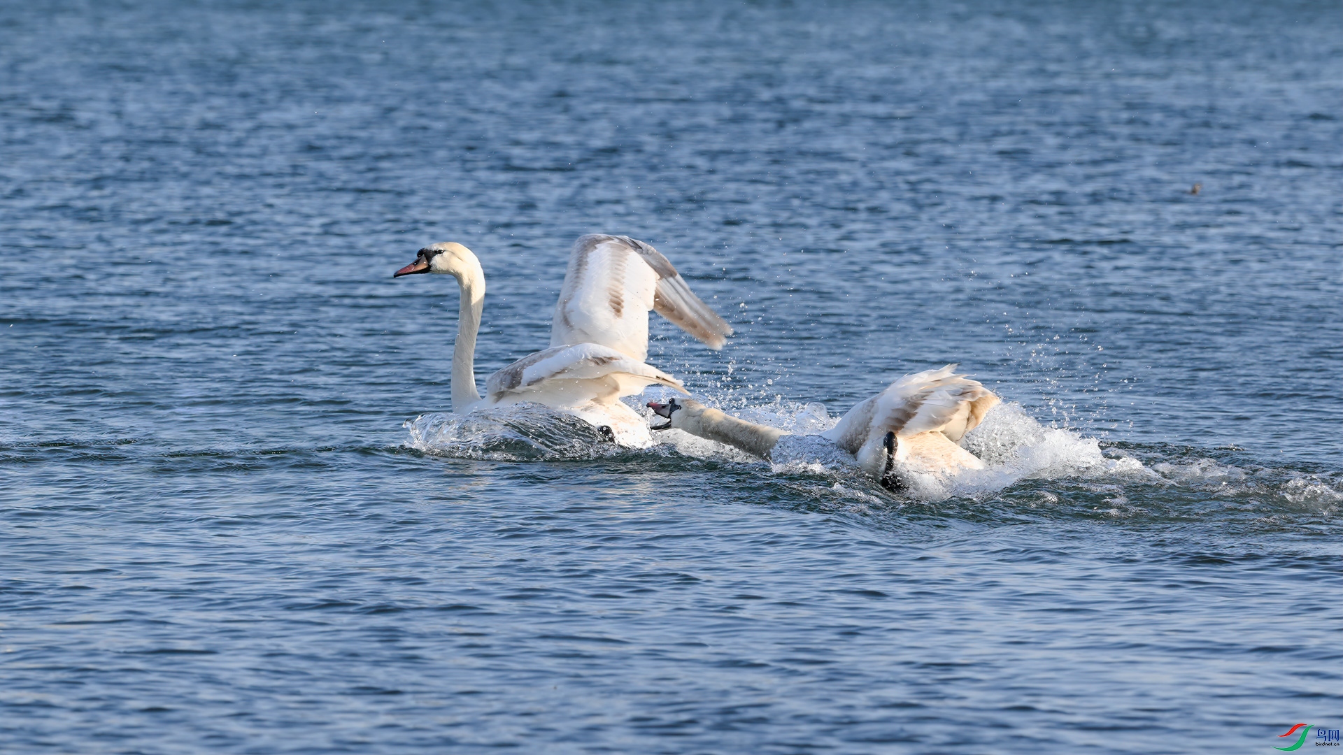 DSC_5338sen2025-2-12-34-�༭.jpg