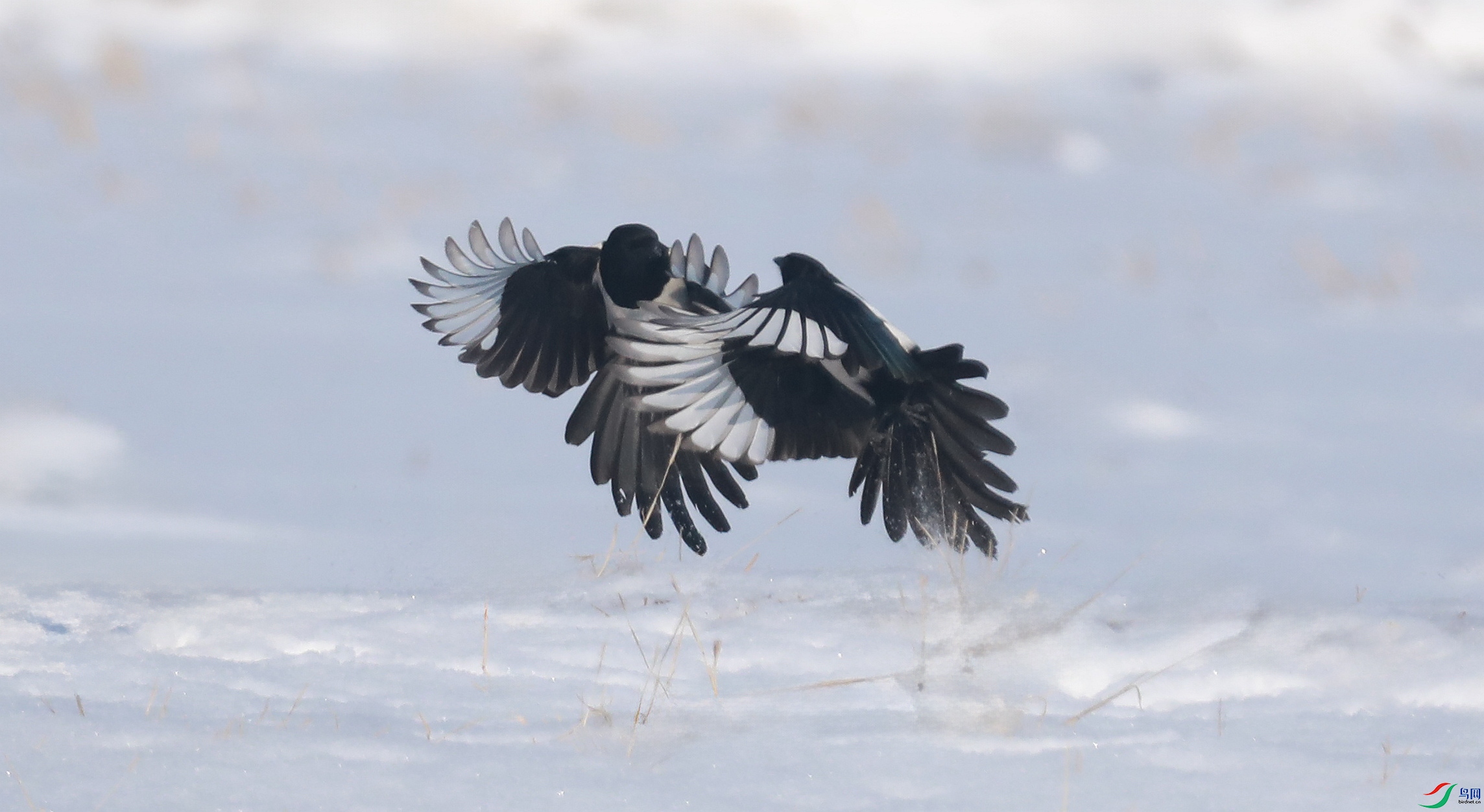 9G8A5286 ����.jpg