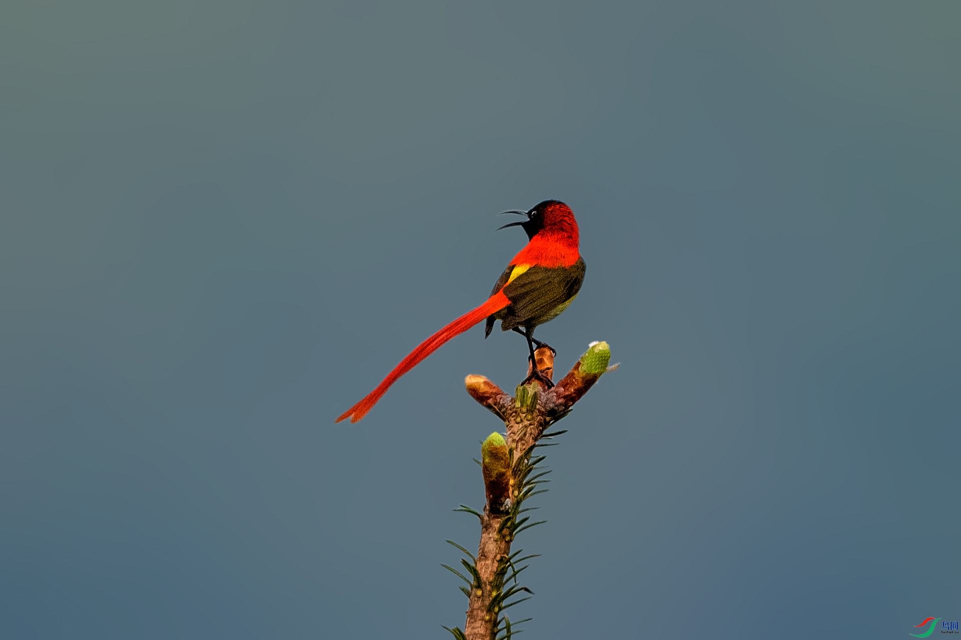 _AUU4431 ��β̫����(25.6.12).jpg