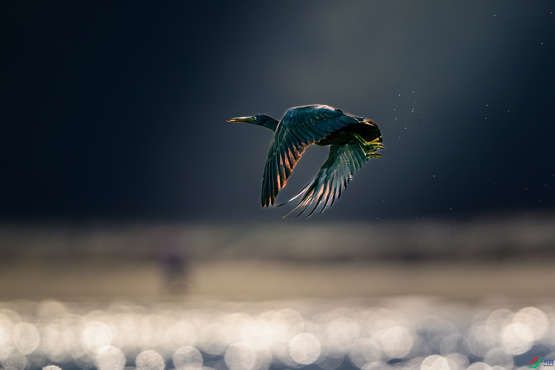 _XXL0695-����ǿ-NR-1 3.jpeg