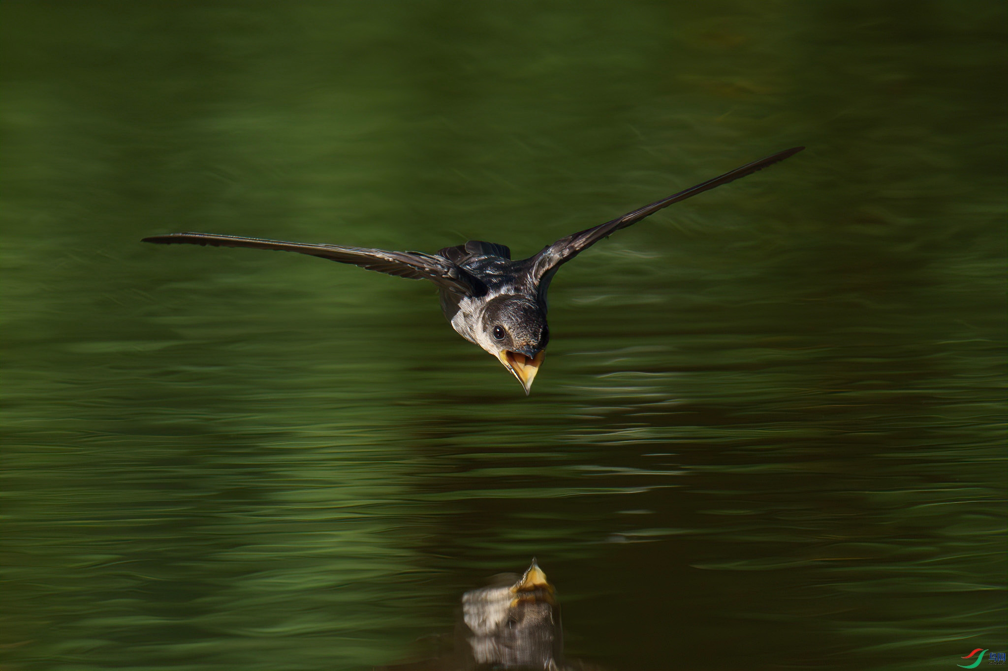 DSC00933-.jpg