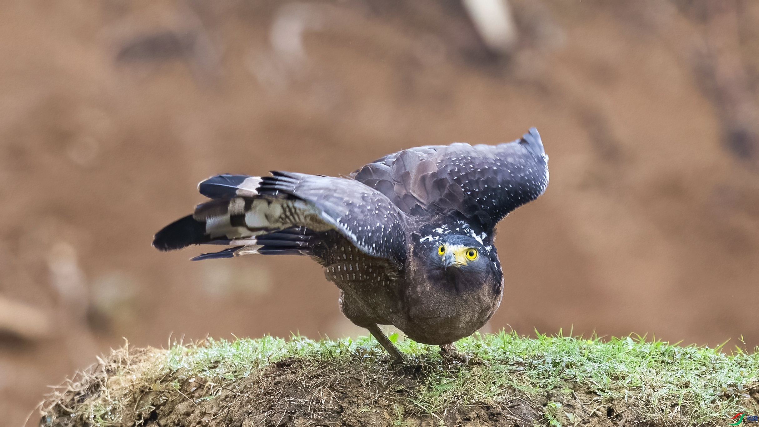 DSC_3097.jpg
