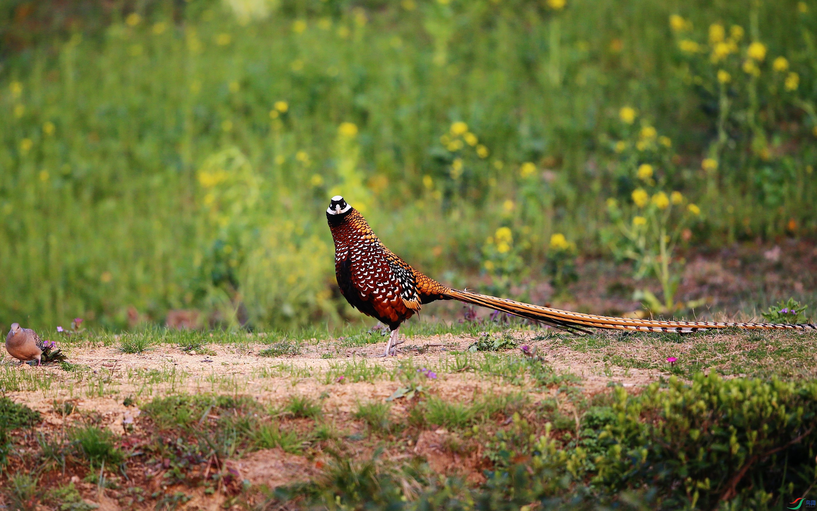 �׹ڳ�β�� (471).JPG