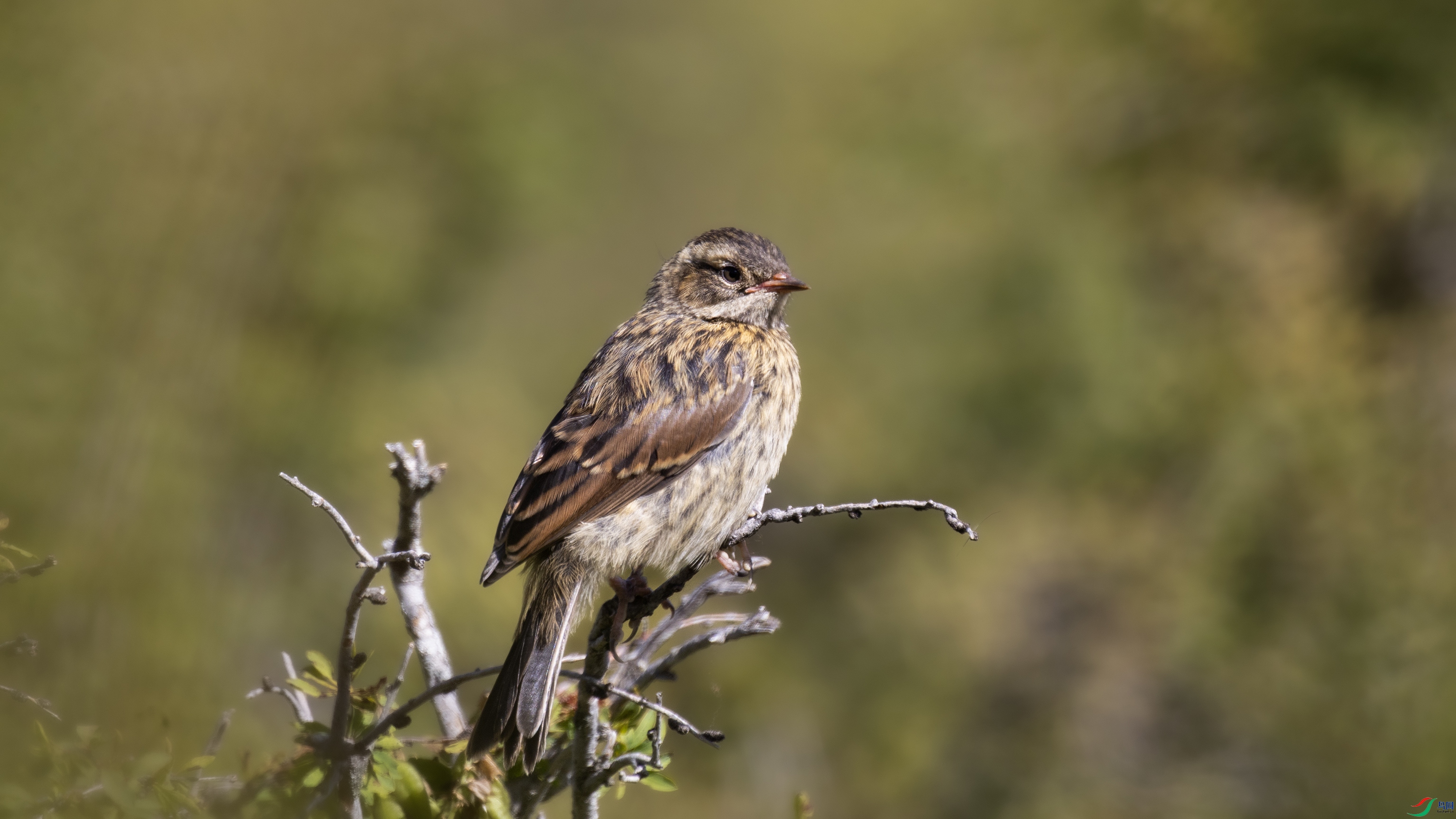 _X5A0113 ����4444.jpg