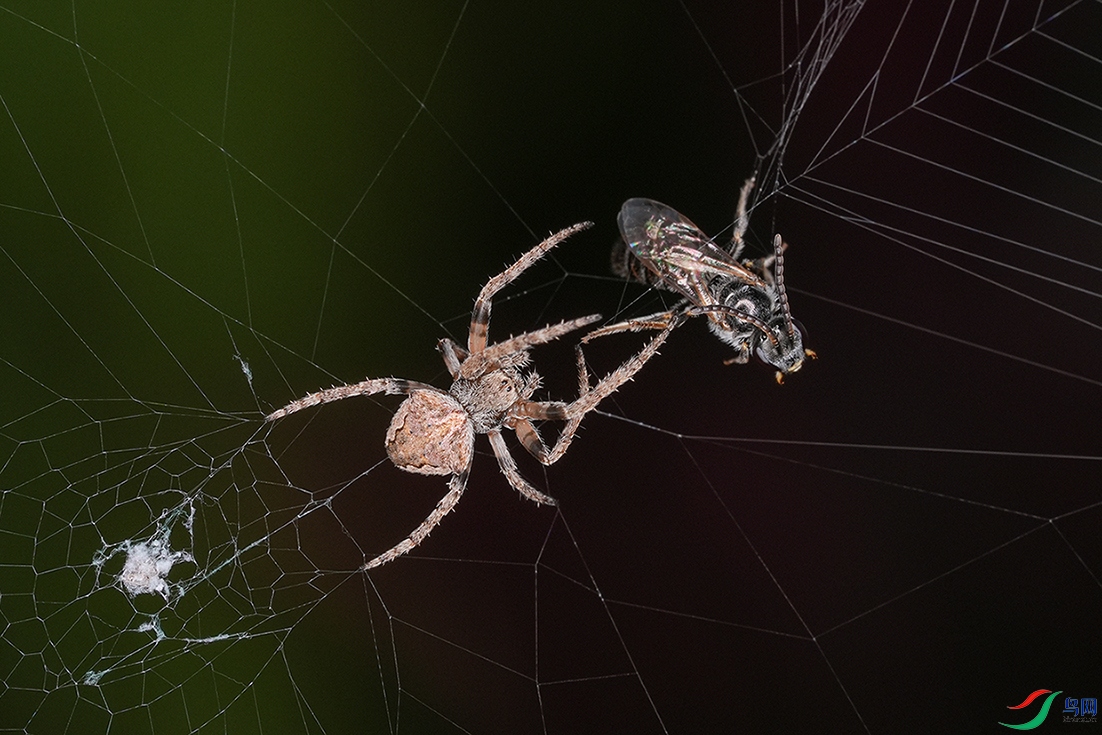 DSC08776 ����.jpg