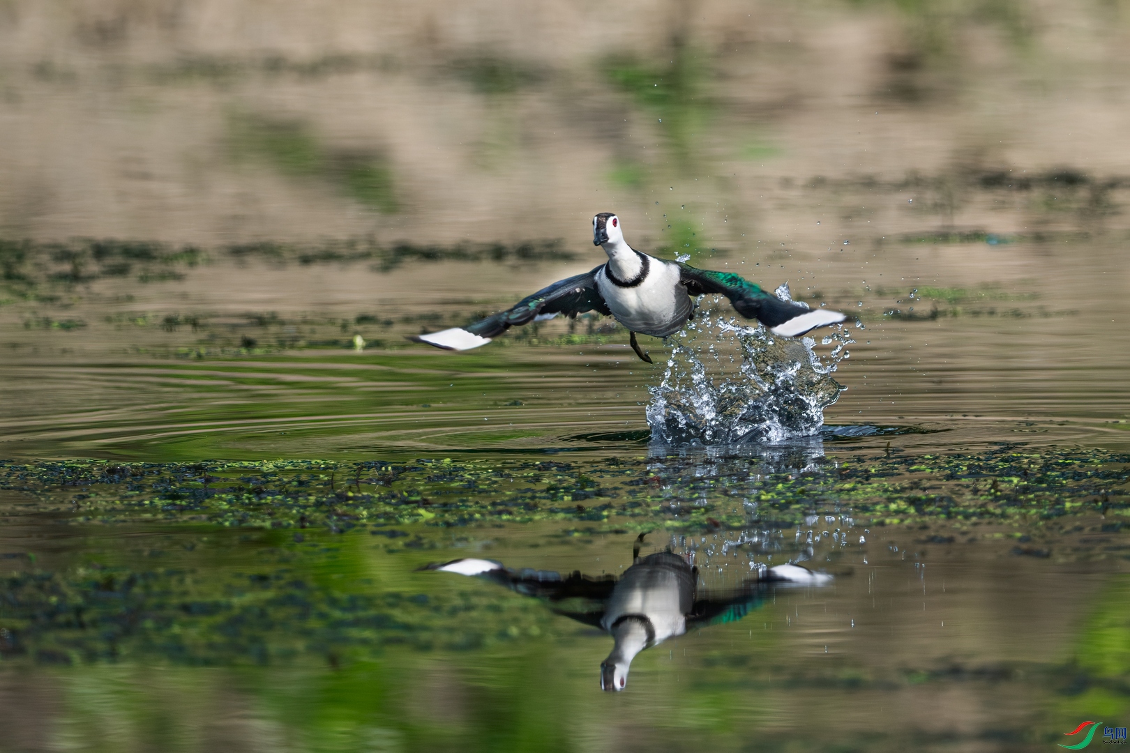 DSC_4732-����ǿ-NR ����01.jpg