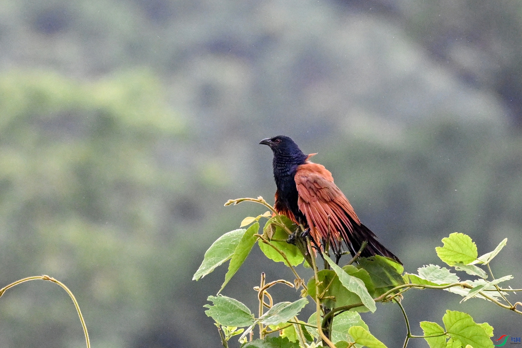 DSC_8423.JPG