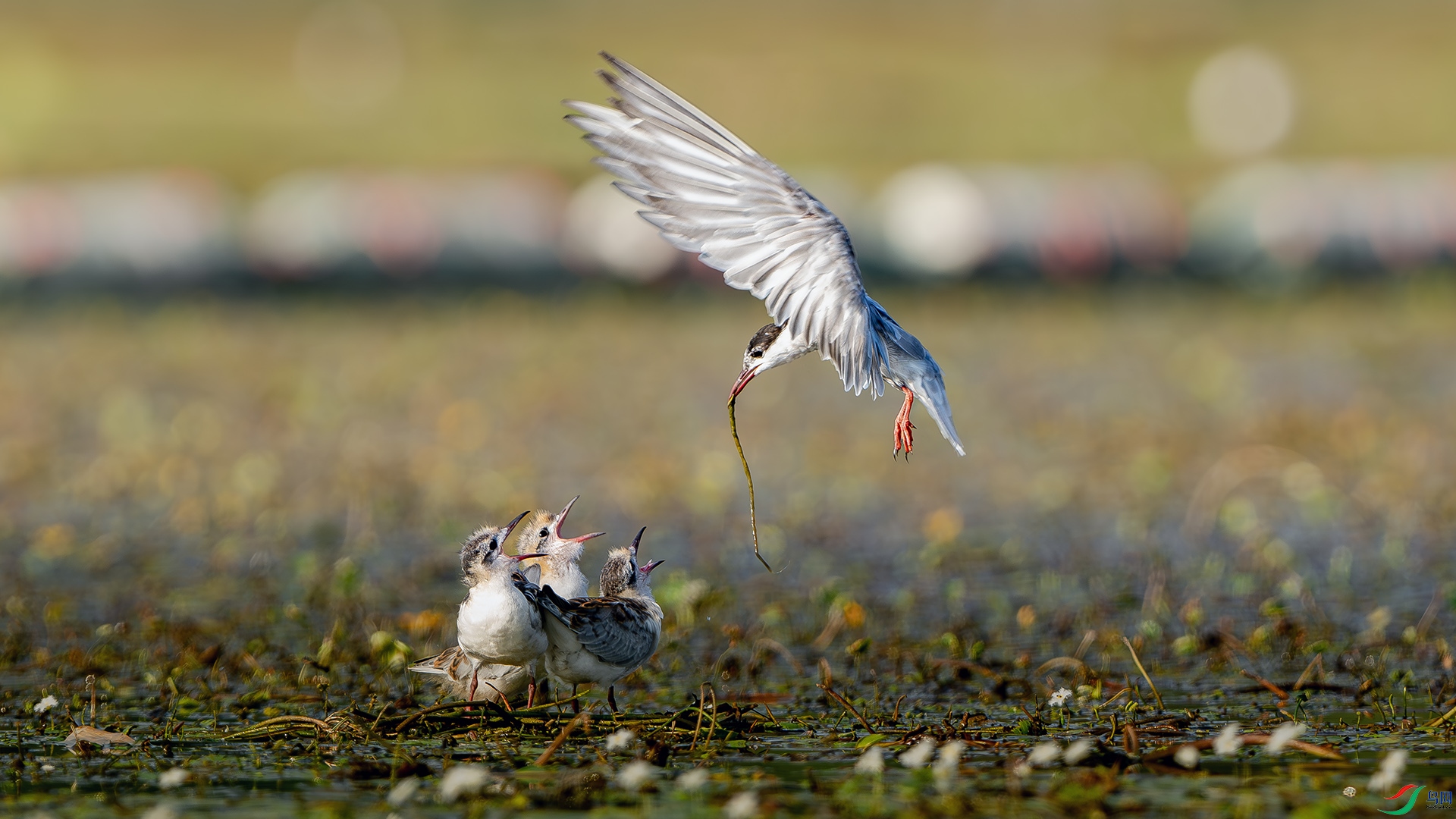 DSC_5117-����ǿ-NR ����.jpg