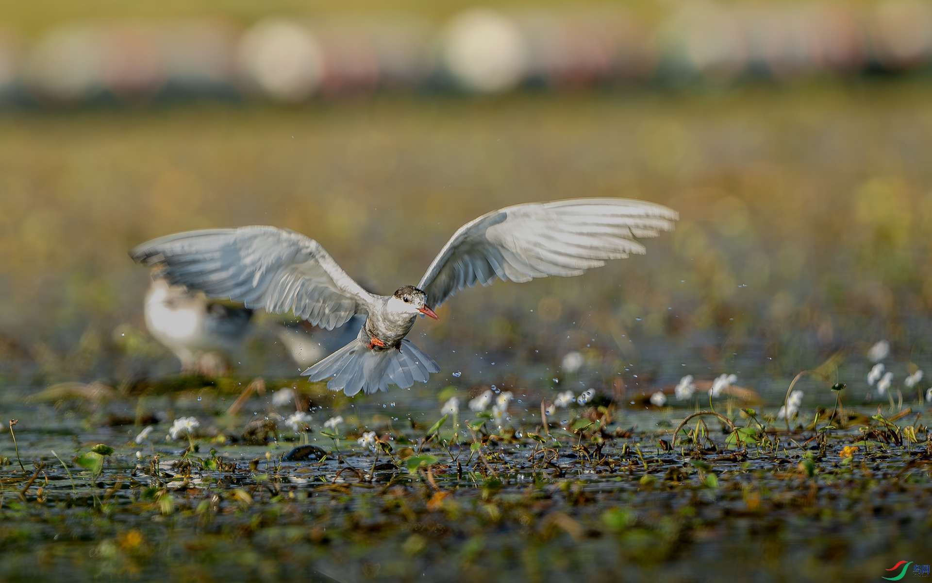 DSC_5132-����ǿ-NR ����.jpg