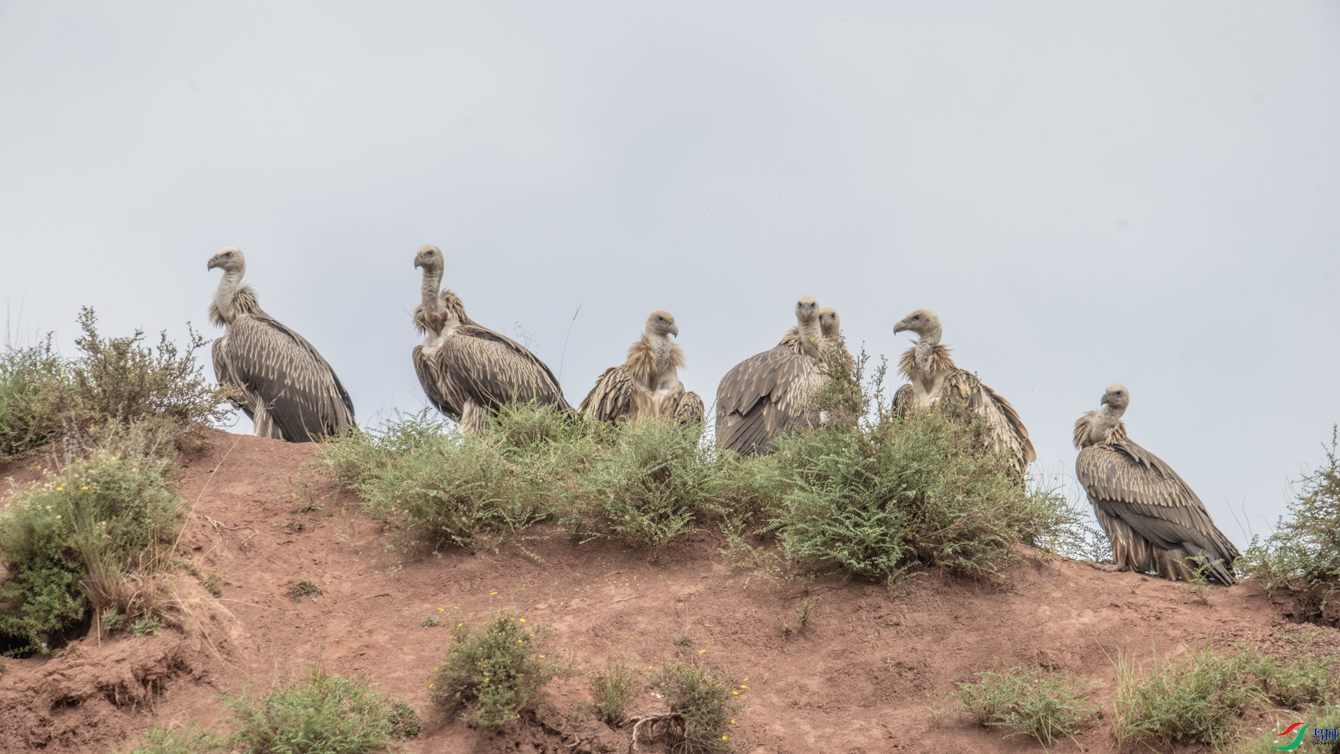 _DSC0996 ����_����.jpg