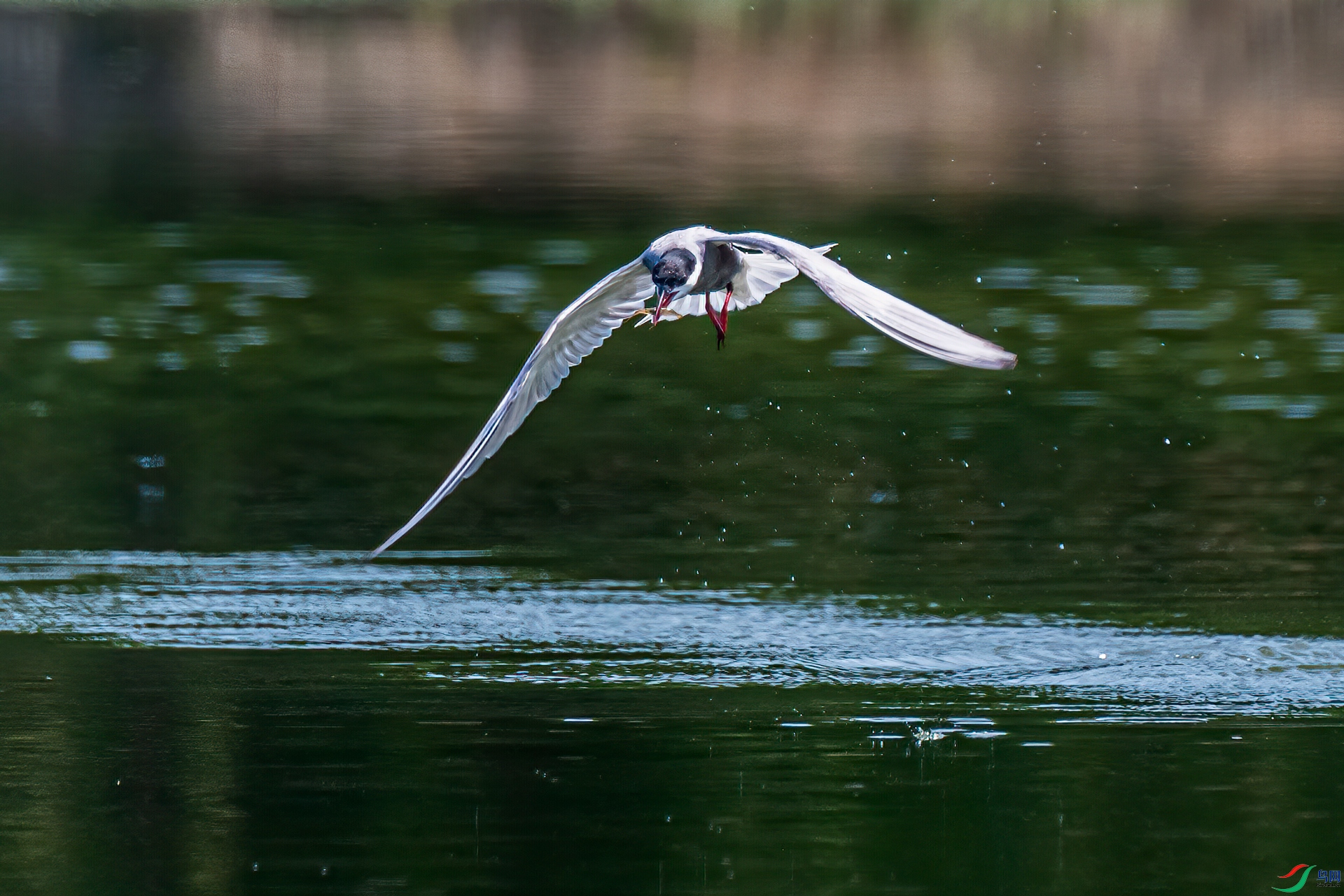 DSC_0476-11.jpg