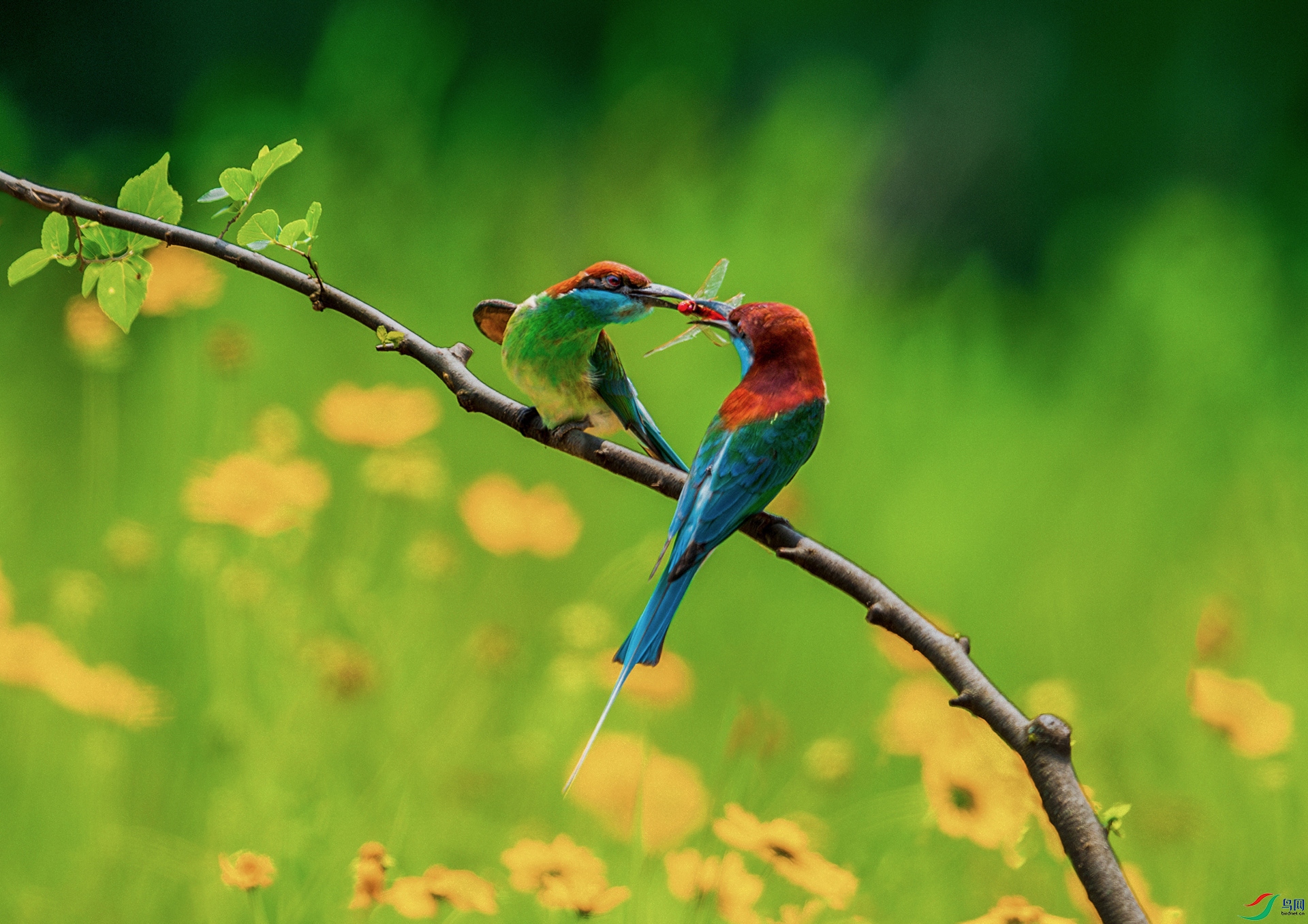 DSC_1241-����ǿ-NR.jpg