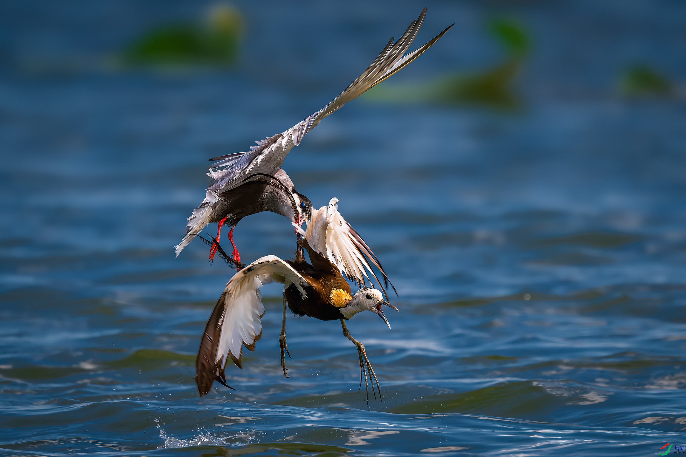 DSC_5025-����ǿ-NR ���� 2.jpg