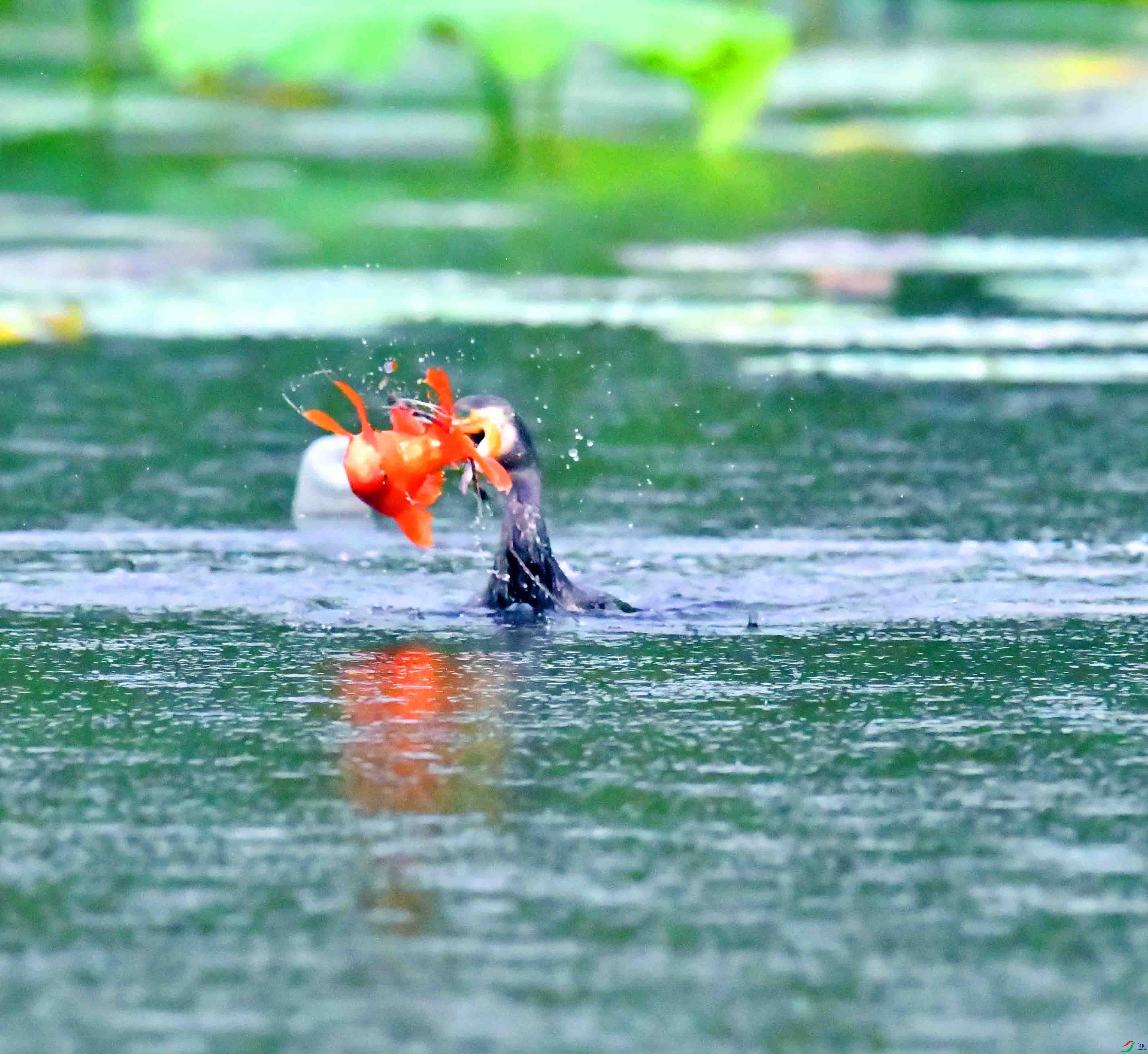 DSC_2788.JPG