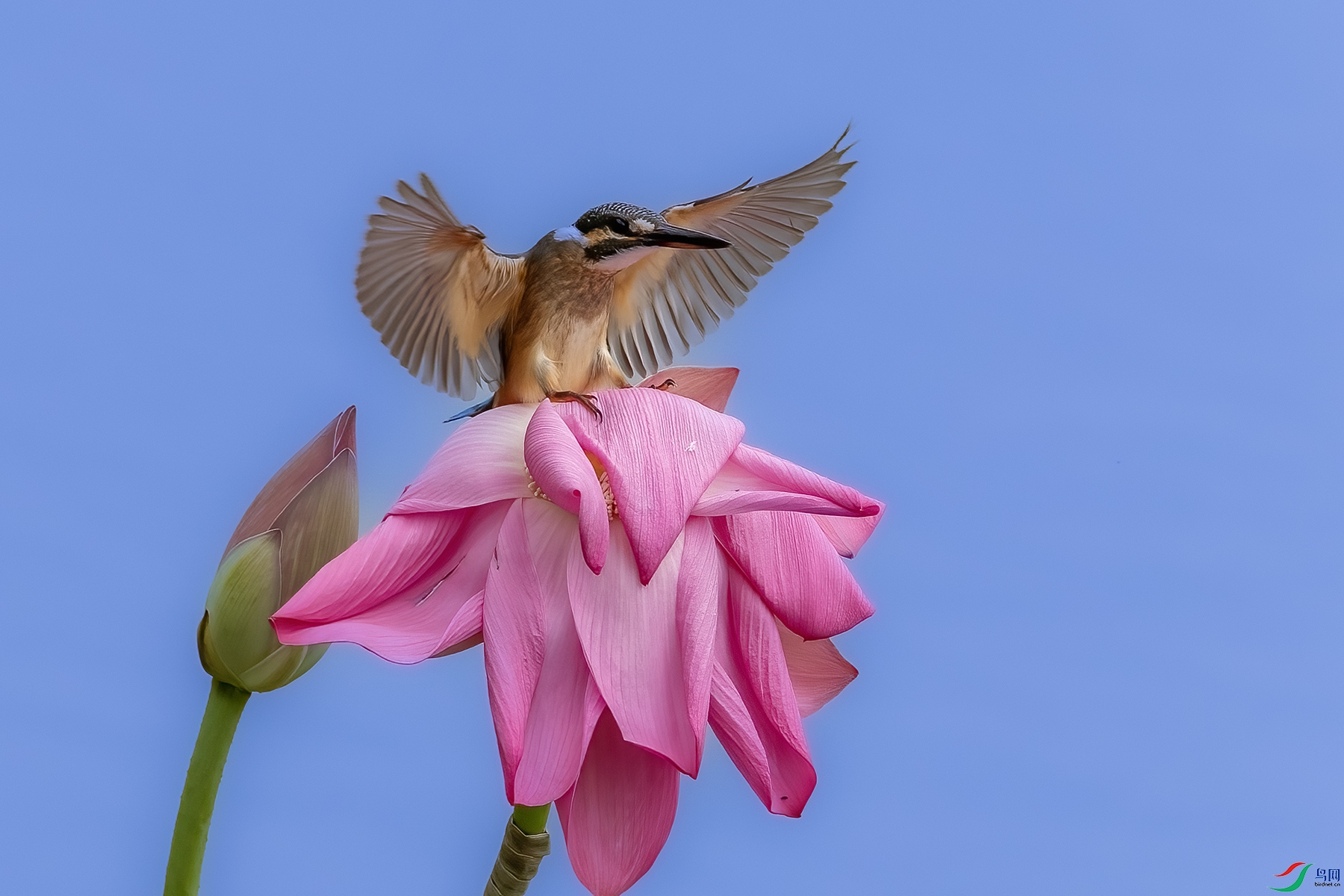 IMG_5447 ����.jpg