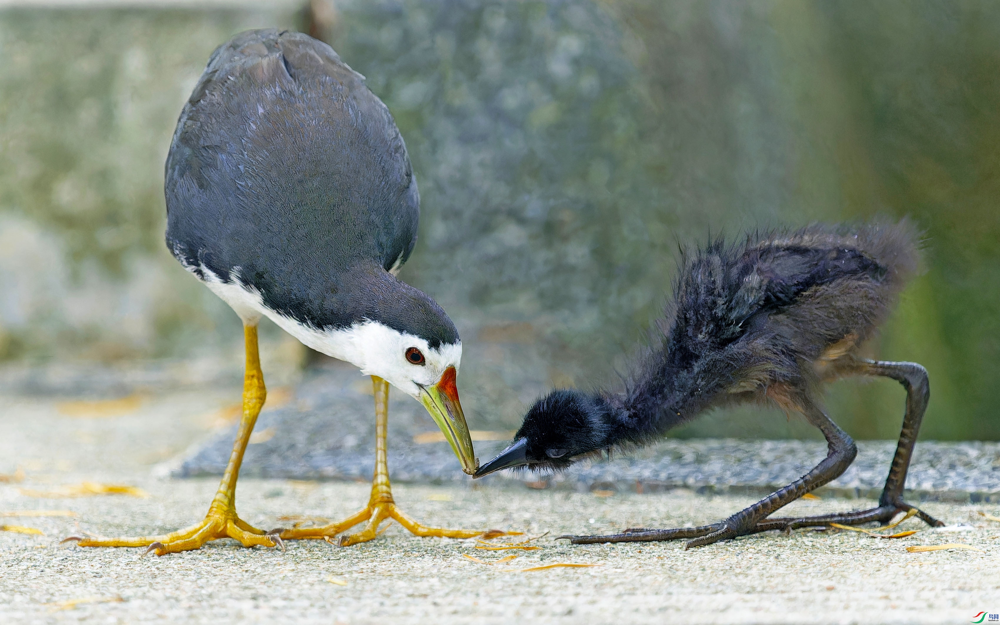 DSC_9696-NEF_DxO_DeepPRIMEXD - ����.jpg