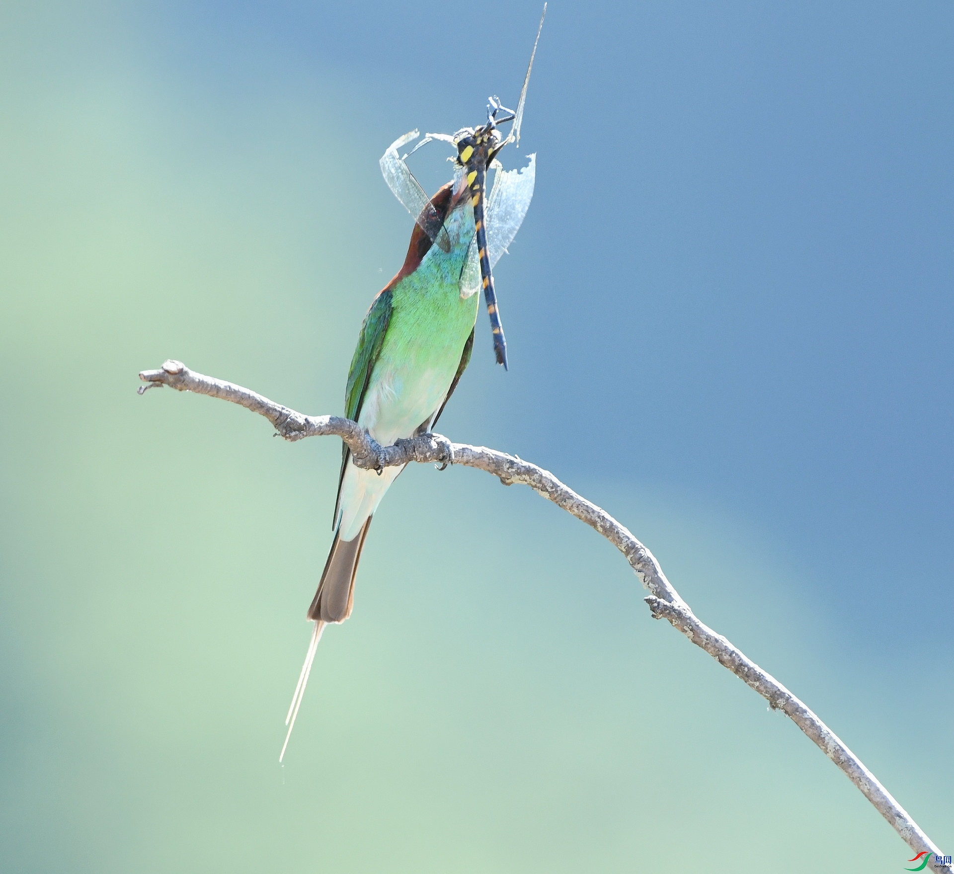 DSC_5262.jpg