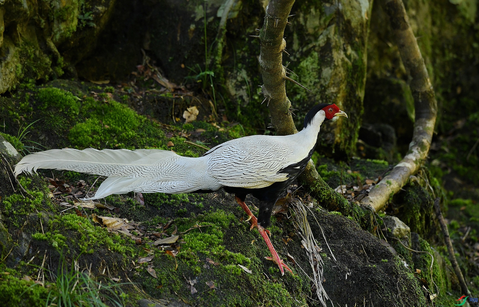 DSC_9858.jpg