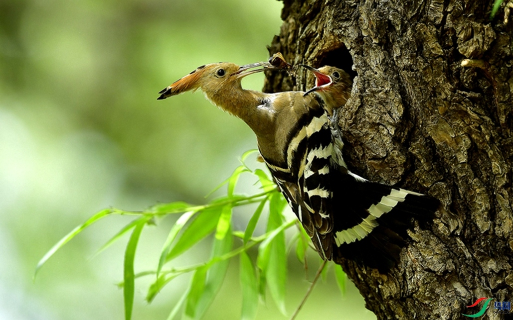 �Ҹ����١�