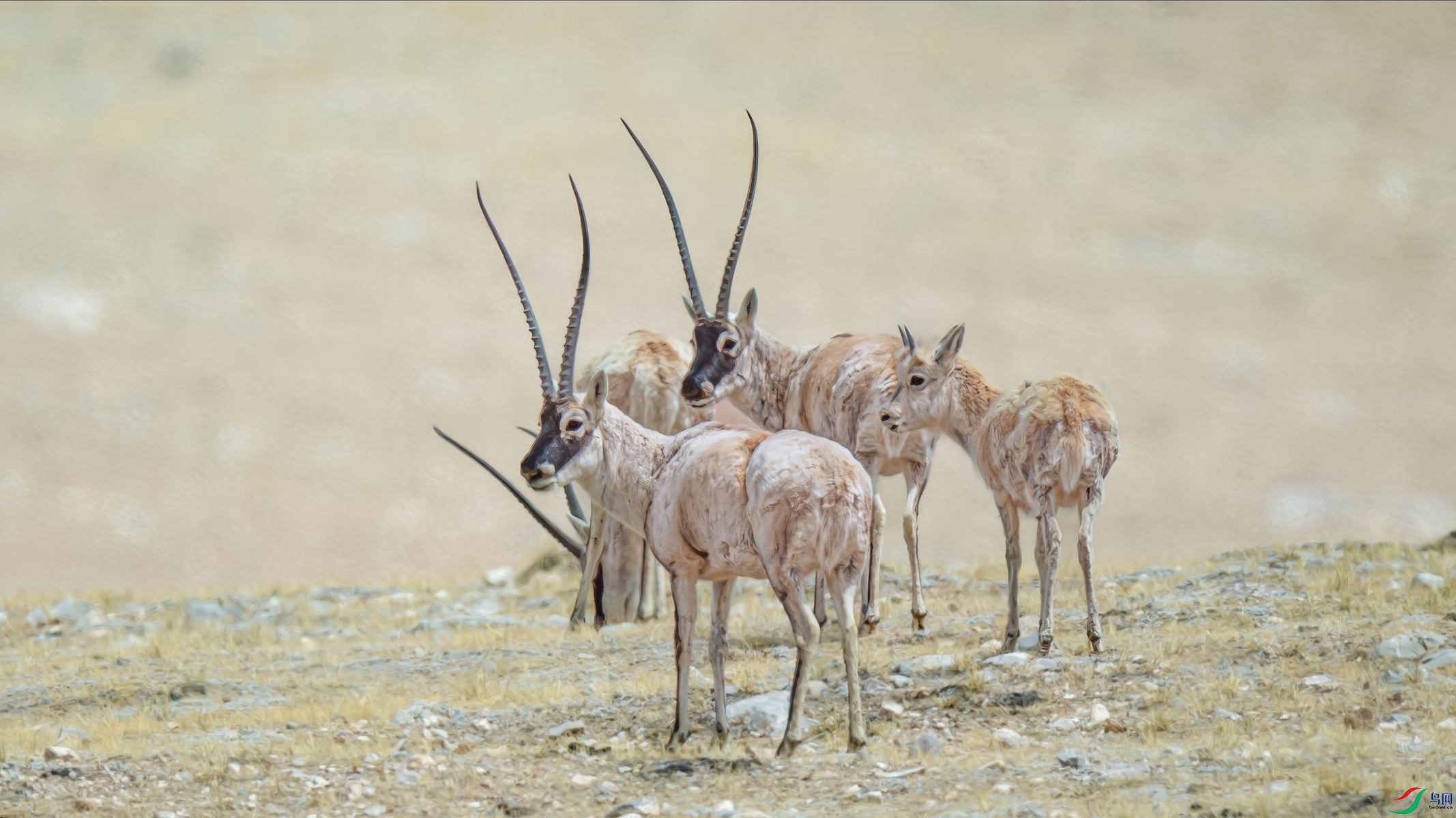 _DSC4866.jpg��ԭһ����-topaz-enhance-1.9x.jpg4-topaz-sharpen_����.jpg