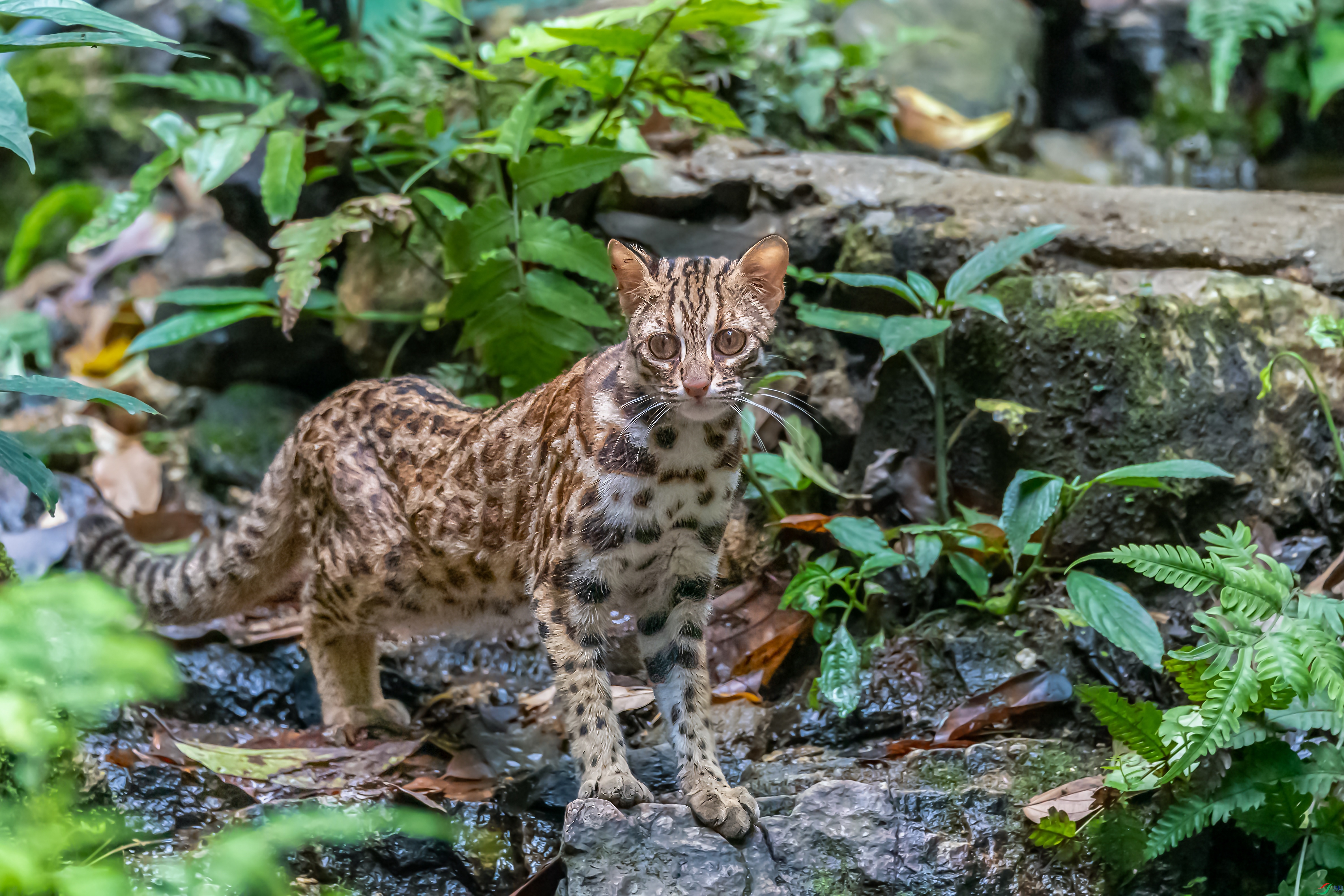 DSC_3531.jpg����.jpg��è-topaz-sharpen.jpeg
