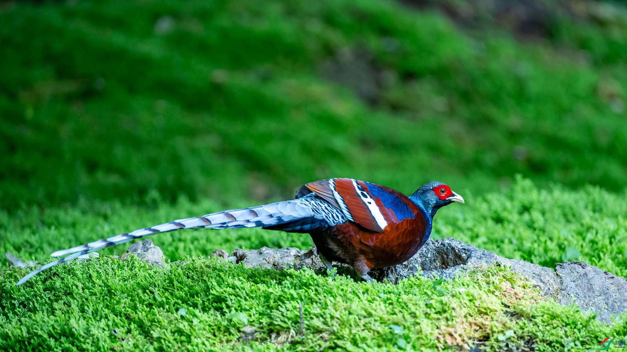 �ھ���β��