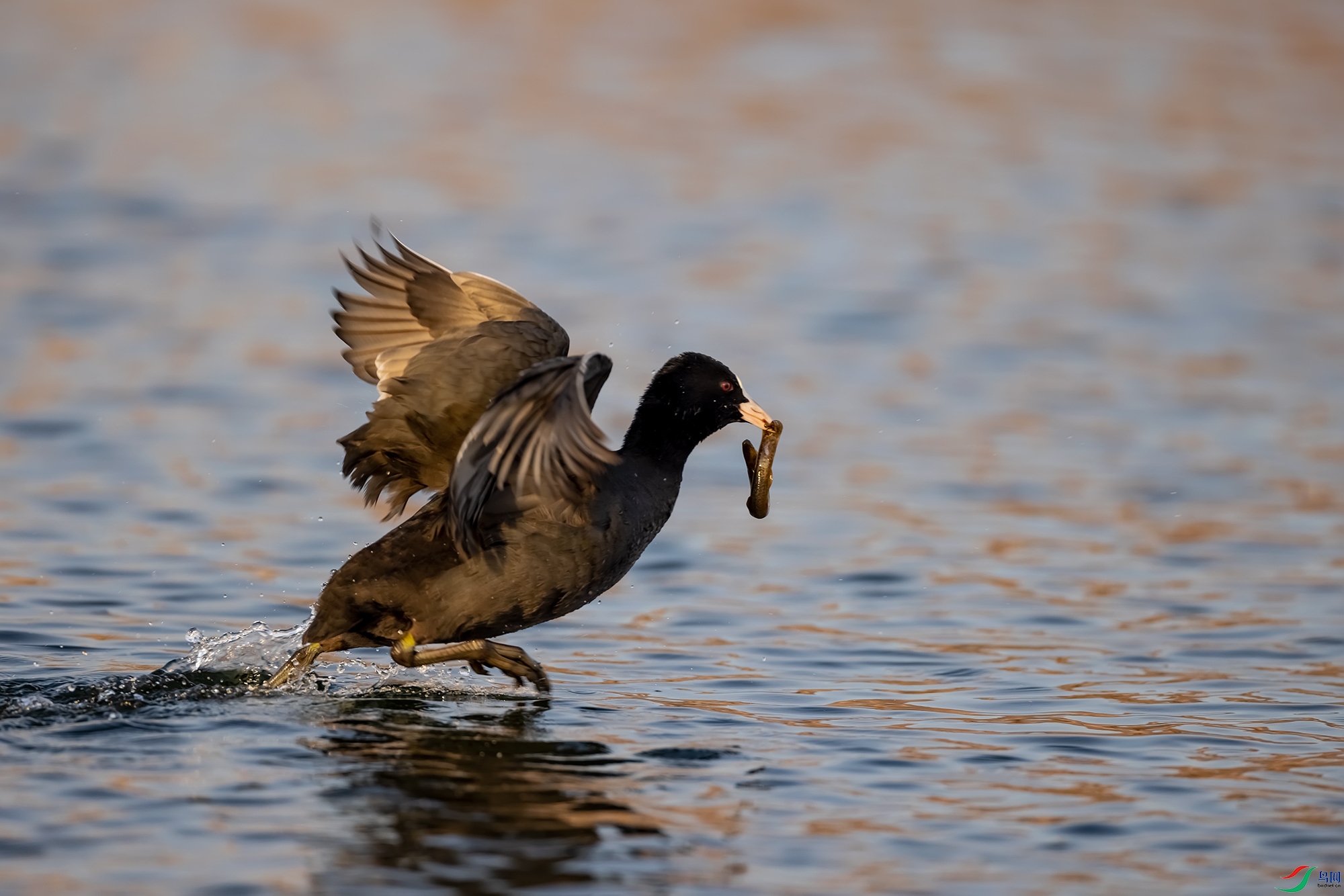 _78A0324-1.jpg