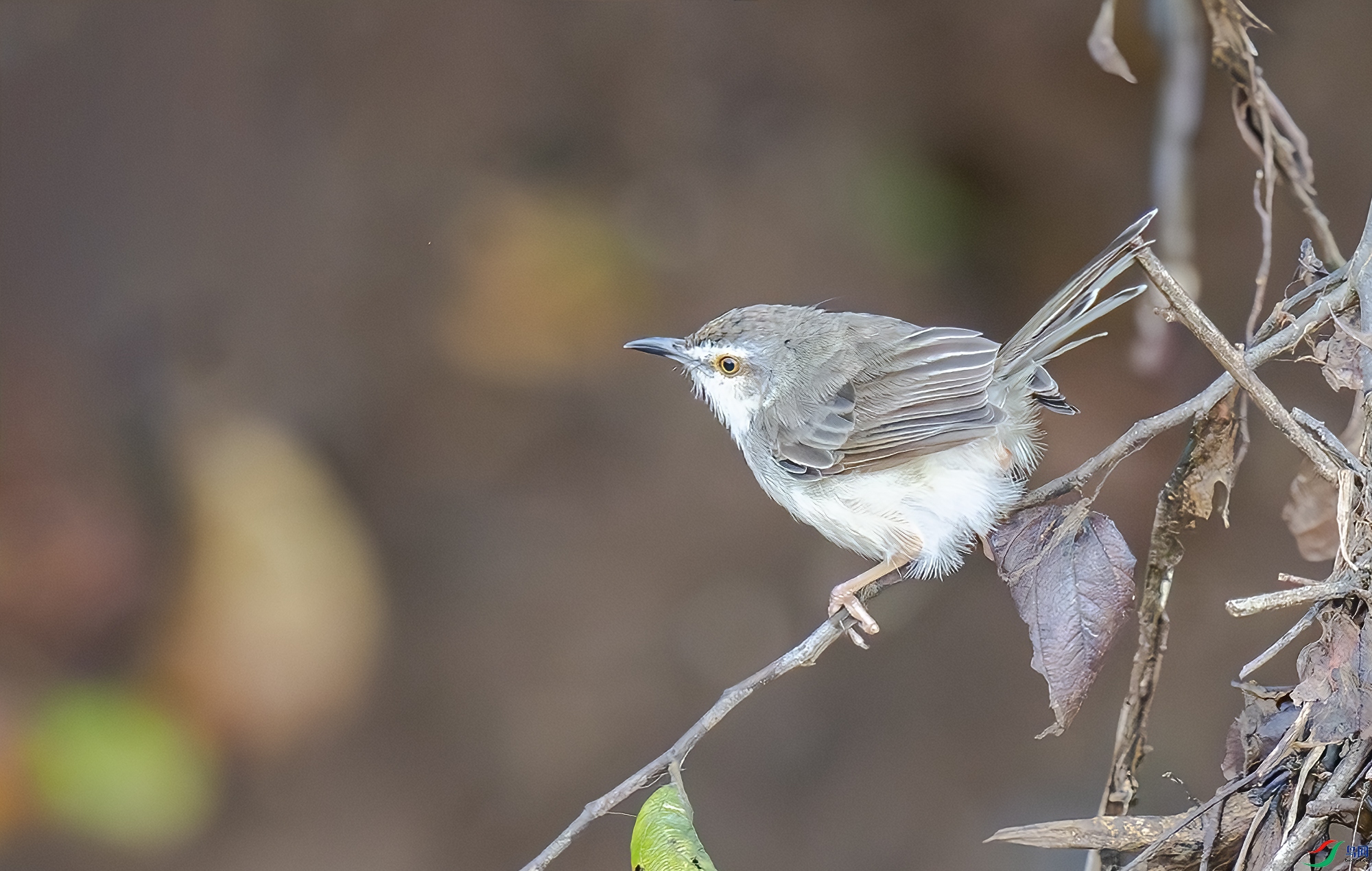 AC3I4603-����ǿ-NR ����.jpg