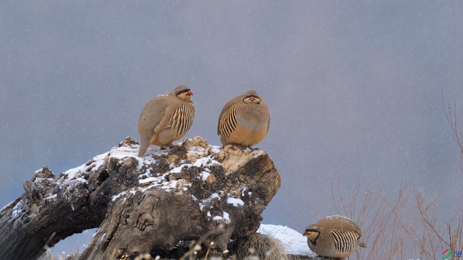 DSC01352-1_����.jpg