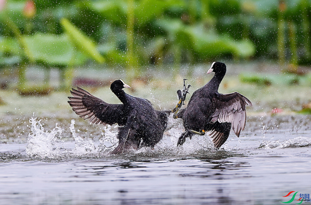 �������ѡ��Դ��ٻ�������������Ŀ��� 25.png