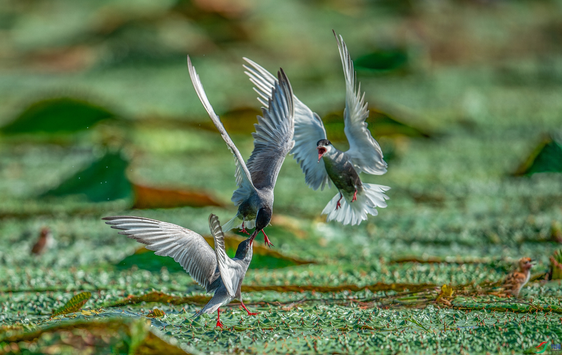 DSC_7442-����ǿ-NR.jpg
