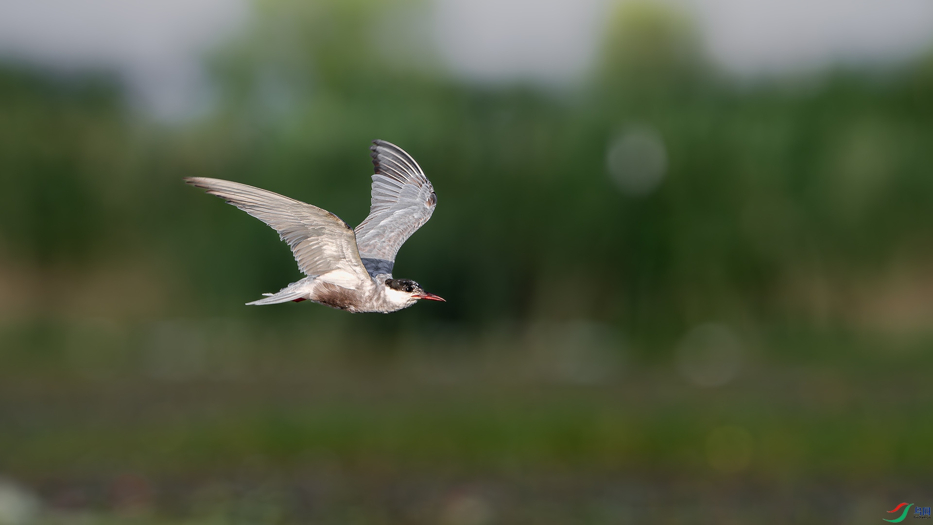 DSC_0742-����ǿ-NR ����.jpg